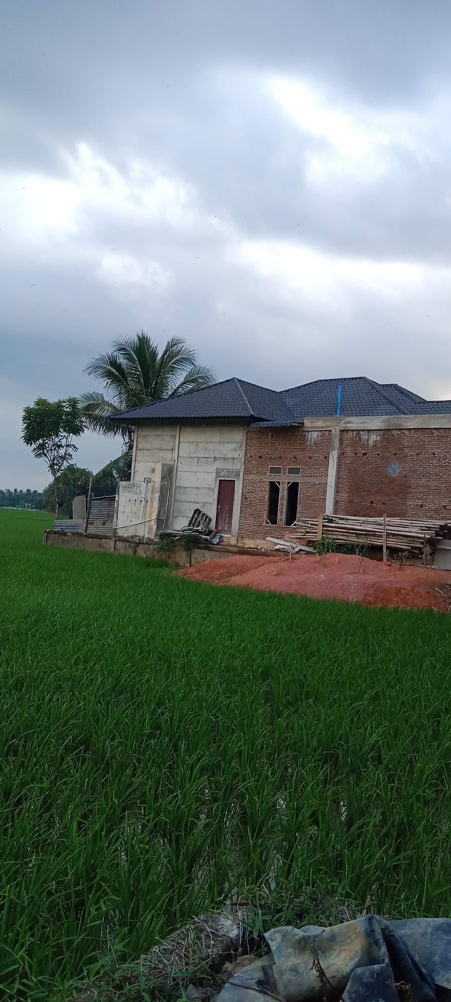 The image depicts an outdoor scene in the city of Puloblang, Indonesia, focusing on a partially constructed house adjacent to a lush green rice paddy. The sky is overcast with gray clouds, suggesting a diffused light.
The construction site reveals the different materials used for the house. One section is constructed with exposed red brick, while another appears to be made of concrete blocks. The roof is tiled with dark gray shingles. Windows are visible on the brick section, some of which are open frames. A red-colored door is present on the concrete block section. Building materials like lumber or bamboo poles are stacked near the house. A pile of reddish-brown soil is also visible in front of the construction.
To the left of the house, a tall palm tree with characteristic fronds stands prominently. Further to the left, a cluster of green trees can be seen in the distance, bordering the edge of the rice field. The foreground is dominated by the vibrant green of a rice paddy, with its stalks reaching upwards. The ground near the rice paddy and the house appears to be a mix of soil and some scattered rocks and debris.
No people are visible in the image, and there are no apparent interactions occurring. The overall scene captures a moment in the development of a rural residential property, set against a backdrop of natural agricultural landscape.