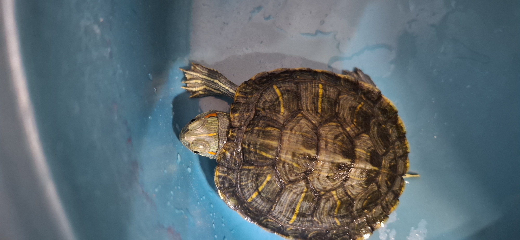 A red-eared slider turtle is resting on a blue surface. The turtle's head, neck, and front limbs are visible, showing the characteristic red markings behind its eyes and striped patterns. The turtle's shell is dark with yellow markings. The blue surface is smooth and likely a container. The location is unknown and there is no indication it is Yerevan, Armenia.