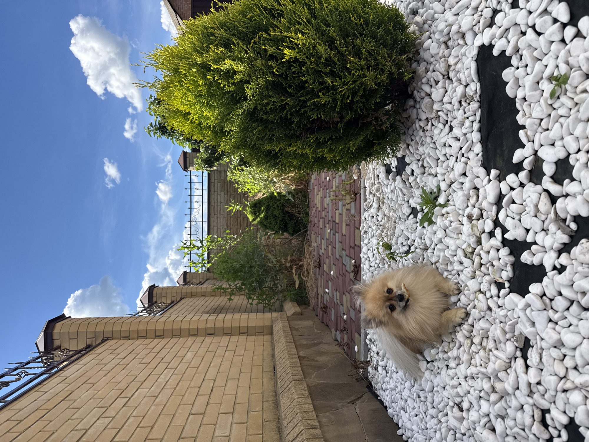In the city of Horbanivka, Ukraine, a light-colored Pomeranian dog lies on a bed of white decorative stones. The dog, facing the camera, has a light brown coat and is holding a small stick in its mouth. The scene takes place outdoors, next to a brick wall and a large, green, conifer bush. In the background, a paved area with reddish and grey bricks is visible, with some dry plants scattered on it. The sky is blue with scattered white clouds, suggesting a sunny day. The environment appears to be a backyard or garden area.