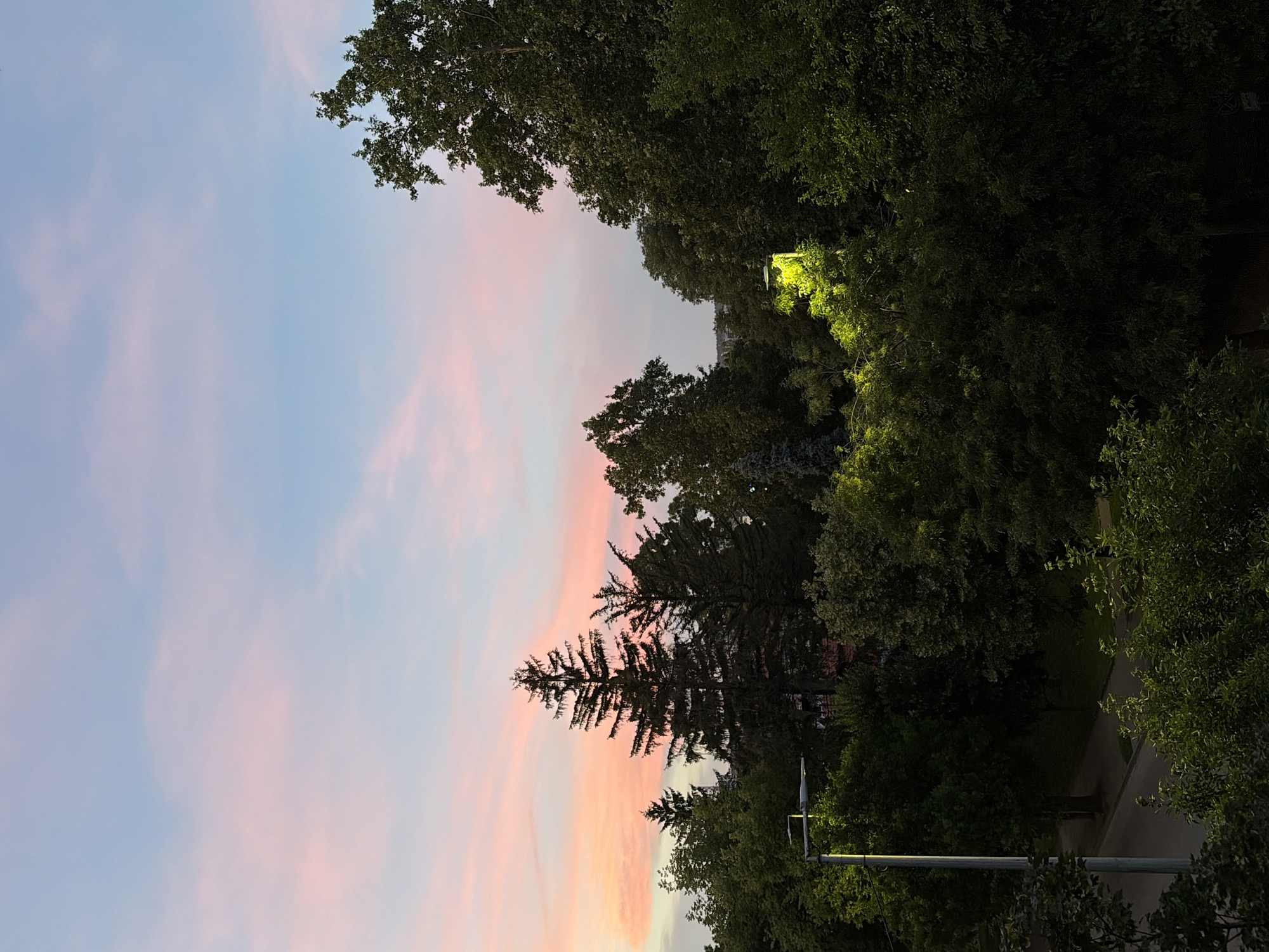 The image depicts a twilight scene with a sky transitioning from soft pink and orange hues near the horizon to pale blue overhead. A cluster of dense green trees dominates the foreground and midground, with the tops of several evergreen trees, including a tall pine, piercing the canopy. A street lamp, illuminated with a bright yellow light, is visible in the middle right of the image, casting a glow on the surrounding foliage. In the lower left quadrant, the top of another street lamp with a white light is visible. The lower part of the image shows a dark, paved area that appears to be a street or pathway, bordered by lush greenery. The overall impression is one of a serene, urban park or residential area at dusk.