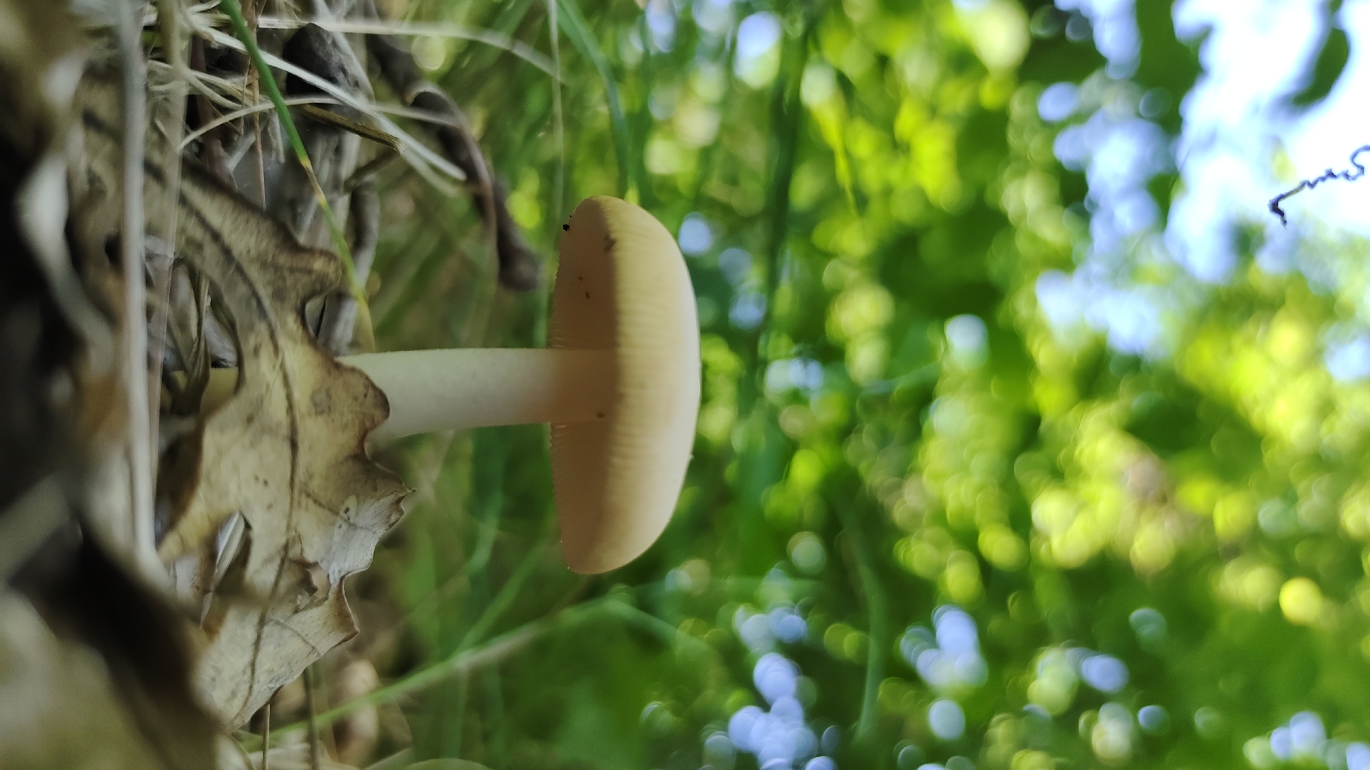 A low-angle, vertical shot captures a pale mushroom with a rounded cap and a thin stem. The mushroom is positioned on the left side of the frame, nestled amongst dry leaves and blades of grass. The cap, a light yellow or cream color, shows subtle ridges underneath and a few dark specks, possibly insects. The stem is a uniform white.
The background is a blurred tapestry of vibrant green foliage, punctuated by soft, out-of-focus circles of light, suggesting dappled sunlight filtering through leaves. The bokeh effect creates a sense of depth and a bright, lively atmosphere, hinting at an outdoor, natural setting, likely a forest or wooded area.
The overall impression is one of quiet observation of nature. The lighting suggests it is daytime, possibly late morning or afternoon, with clear skies indicated by the bright highlights. There is no visible text in the image. The scene appears to be located in Mikhaylovka, Russia, as per the provided context.