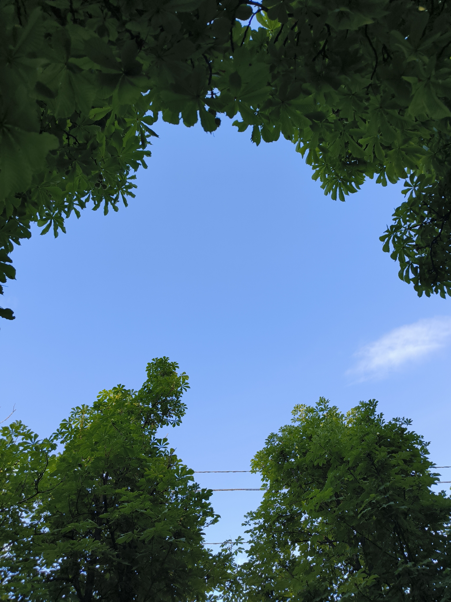 The image shows a view looking upwards towards a clear blue sky, framed by the leaves of trees. The foliage forms an arch-like shape at the top of the frame, with more trees visible in the lower portion of the image. There are also two power lines crossing horizontally across the sky. The scene is devoid of any people or specific landmarks that would indicate a precise location within Chișinău, Moldova. The overall impression is one of a serene, natural setting within an urban environment, likely a park or residential area with mature trees.