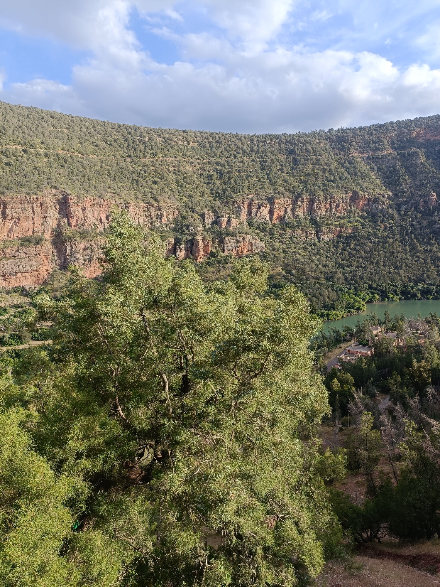 The image depicts a scenic view in Bin El Ouidane, Morocco. A large, green tree dominates the foreground, partially obscuring the landscape. In the middle ground, there's a deep canyon with stratified red rock cliffs and vegetation covering the slopes. A body of water, possibly a reservoir, can be seen at the bottom of the canyon, with some structures near the water's edge. The background reveals a mountain ridge densely covered with trees. The sky is partially cloudy, with patches of blue.