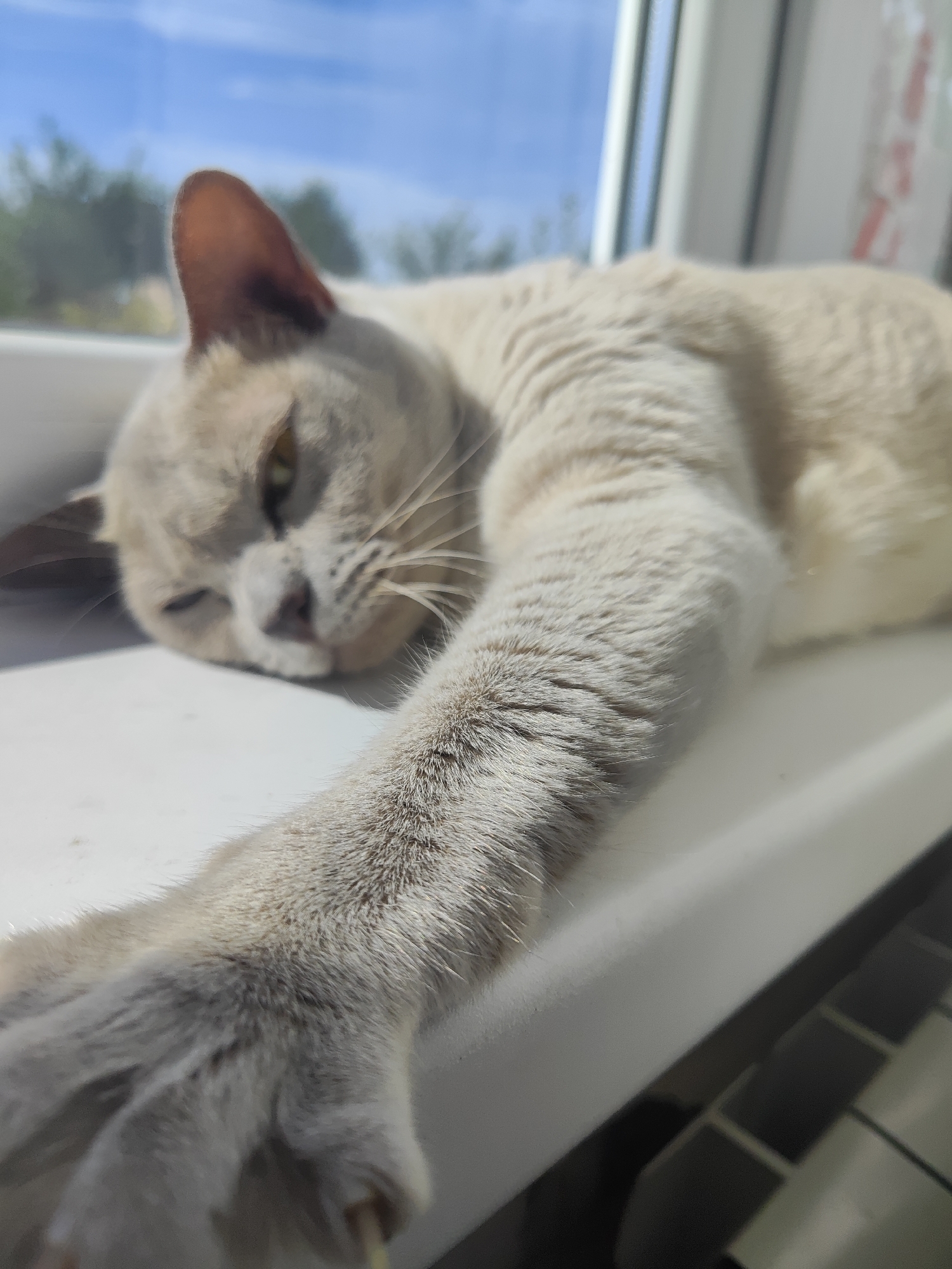 A light-colored cat is lying on a white windowsill with its front paw stretched out towards the camera. The cat is facing left with its eyes partially closed and its head resting on the sill. The background shows a blurry view of green trees and a blue sky through a window. The windowsill has a tiled border on the right side. The image appears to be taken indoors, with natural light coming from the window. The specific location in Gvardeysk, Russia, is not discernible from the image alone.