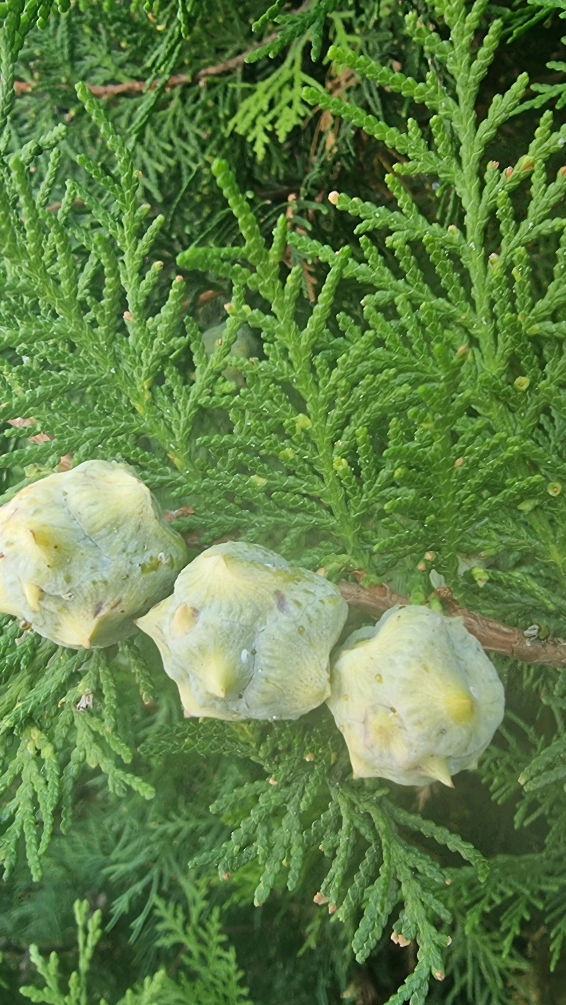 The image is a close-up shot of a coniferous tree branch, likely a Thuja species, exhibiting its characteristic feathery foliage. Three light green, ovoid cones, each with a pointed tip, are prominently displayed in the foreground. The cones appear to be in an immature or developing stage. The background consists of a dense arrangement of the tree's green needles, creating a textured and layered effect. The lighting is diffused, suggesting an outdoor setting, possibly in a natural or garden environment. The image does not contain any people, actions, or interactions. Without further context, the specific location within Castellfollit de la Roca, Spain, cannot be definitively determined from the visual information alone.