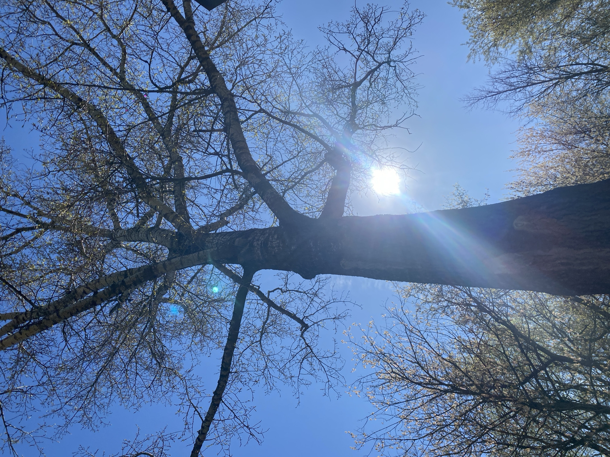 This image presents an upward view through the canopy of several trees against a clear, bright blue sky. The sun is prominently featured in the upper right quadrant, casting a strong light and creating distinct lens flares across the frame. The tree branches are mostly bare, intricately woven across the sky, with some exhibiting very small, light green or white buds and nascent leaves, indicating early spring.
A large, textured tree trunk runs diagonally from the lower left towards the right, partially silhouetted against the bright sky, with its branches extending throughout the frame. Other trees and their branches are visible, particularly on the left and right sides, contributing to a dense network of branches. The lighting is strong and sunny, illuminating the scene from behind the trees. No visible text is present in the image. The provided context indicates the location is Moscow, Russia.