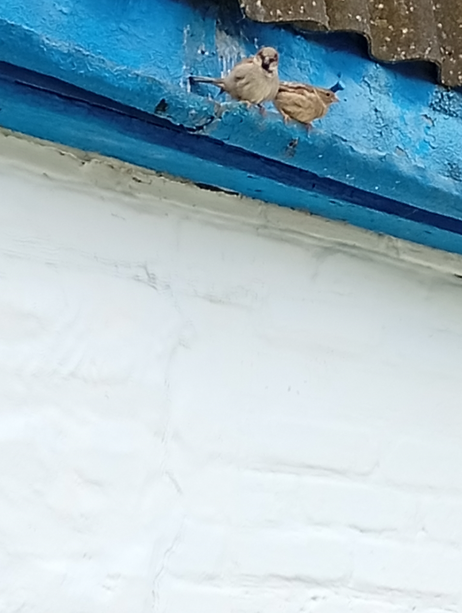 Two house sparrows are perched on a weathered blue wooden beam, likely part of a building's eaves or overhang, in Gorkaya-Balka, Russia. The sparrow on the left, identifiable as a male by its distinct grey crown and black bib, faces towards the viewer with a direct gaze. The second sparrow, a lighter brown female, is positioned slightly behind and to the right of the male, facing away from the camera with her beak slightly open, suggesting she might be chirping.
The blue paint on the wooden beam is heavily textured and visibly peeling, showing signs of age and exposure to the elements. A darker blue line runs along the bottom edge of the beam. Below this structure, a white-painted wall, likely brick or stucco, extends downwards, displaying subtle textures and imperfections. Above the birds and the beam, the edge of a dark, textured roof tile is visible. The lighting suggests it is daytime, with soft, diffused light illuminating the scene, preventing harsh shadows. No text is visible in the image.