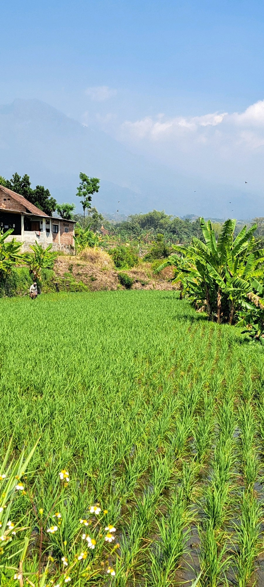In Watuagung, Indonesia, a verdant rice paddy dominates the foreground of this scene. The young rice plants, neatly aligned in rows, are partially submerged in water, reflecting the bright, hazy sky. A solitary figure, likely a farmer, is visible in the middle distance, tending to the crops.
Behind the paddy, a modest brick house with a tiled roof is situated on a gentle slope. Banana trees and other lush vegetation surround the dwelling, suggesting a tropical environment. Further in the background, a range of mountains, partially obscured by mist, forms a majestic backdrop. Several birds are in flight against the pale blue sky, adding a sense of natural movement to the otherwise still landscape. The scene captures a peaceful rural life, characteristic of the Indonesian countryside.