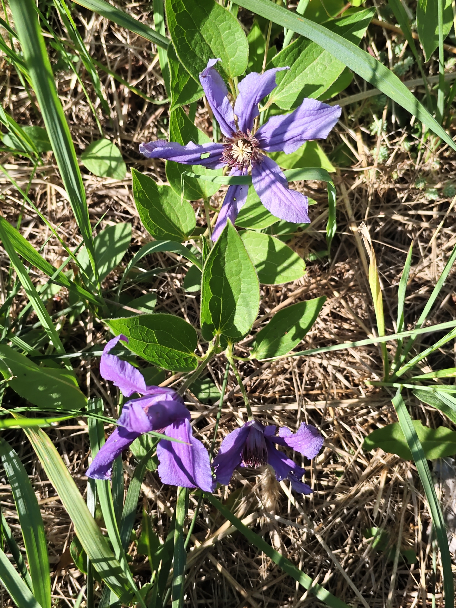 The image shows a cluster of purple clematis flowers with green leaves, growing in dry grass and other vegetation. The flowers are vibrant and in focus, with some appearing to be in full bloom and others partially closed. The background is composed of dry, straw-like grass and some scattered green blades, suggesting a natural outdoor environment. Shadows from the leaves are cast on the ground, indicating sunlight. There are no people or man-made objects visible in the frame. The scene appears to be a close-up shot of the flowers in their natural habitat. There is no information to suggest the location is in Rostov-on-Don, Russia.