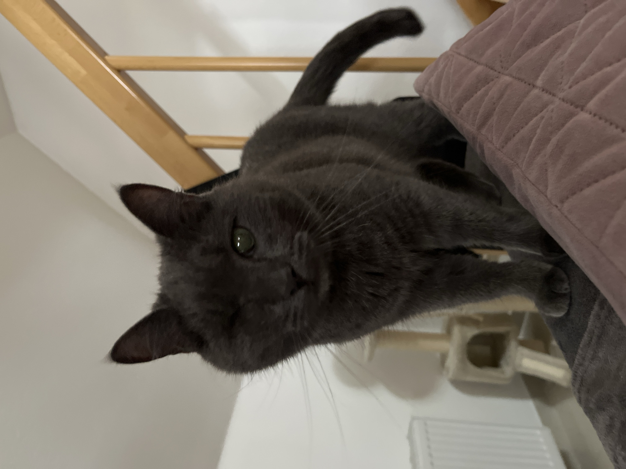 A one-eyed, grey cat stands on a plush, quilted pillow, looking directly at the camera. The cat is positioned in front of a wooden staircase with light-colored banisters and appears to be indoors, possibly in a home. In the background, a white radiator and a multi-tiered cat tree are visible. The scene is well-lit, with natural light entering from the left. No people are present in the image. The location is not specified as Saint Vith, Belgium, and there is no information to support that claim.