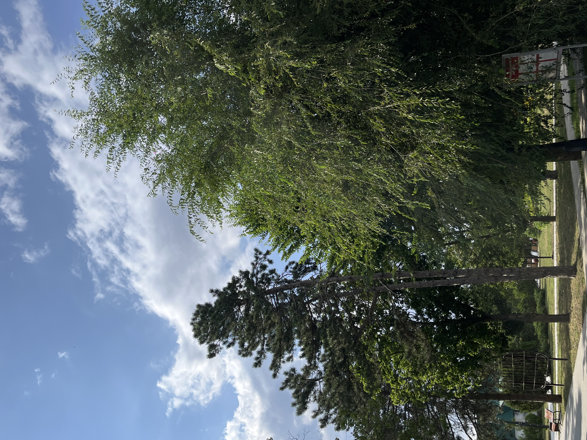 The image depicts a park scene on a sunny day in Novopokrovskaya, Russia. In the foreground, a large, leafy tree with drooping branches dominates the right side of the frame. To the left, two tall pine trees stand against a bright blue sky dotted with white, fluffy clouds. The ground below is covered in grass and a paved path, with park benches and decorative metal structures visible in the mid-ground. The overall environment is serene and green, suggesting a well-maintained public space. There are no people or animals visible in the image.