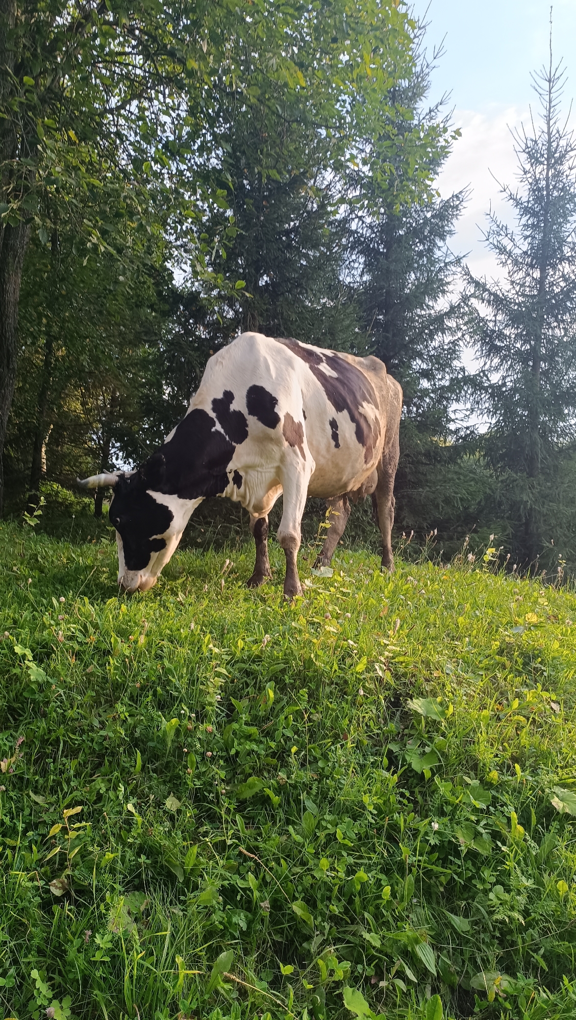 A black and white cow with a brown patch on its rear stands in a grassy field. The cow is grazing with its head lowered to the ground. The field is covered in lush green grass and clover. In the background, there are tall evergreen trees and deciduous trees. The sky above is a clear blue with a few wispy clouds. The scene appears to be a rural landscape, possibly in a mountainous or forested area. The image quality is clear and the lighting suggests it was taken during the daytime, possibly late afternoon due to the angle of the sun casting shadows. There is no indication that this scene is located in the city of Karsha, Russia.