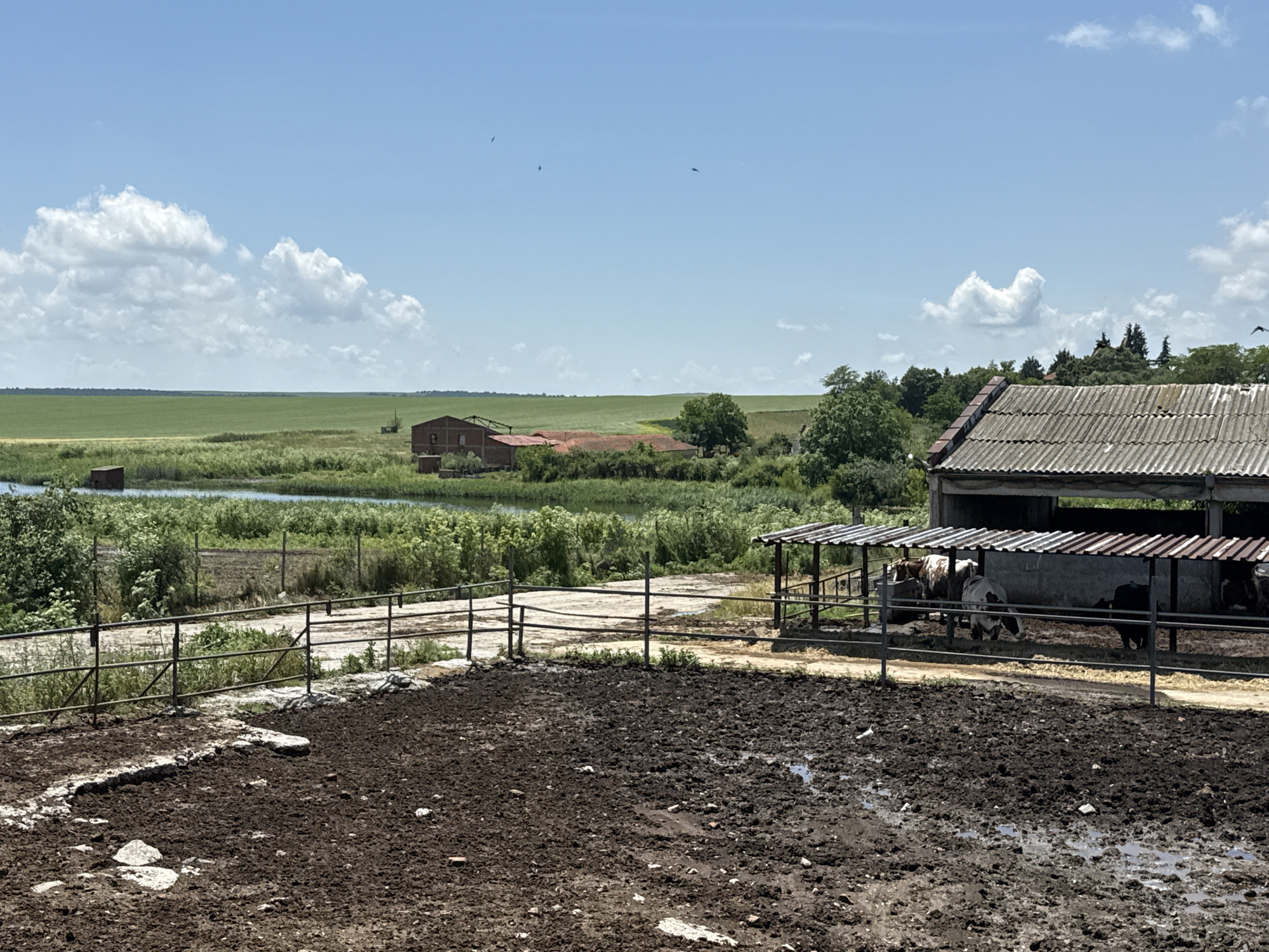 This image presents a sunny, rural farm landscape in Ekzarh Antimovo, Bulgaria. In the foreground, a large, muddy livestock pen is visible, filled with dark, wet soil, puddles, and some scattered white debris. A sturdy metal fence separates this pen from a dirt path.
Beyond the fence, several cattle, including cows with black and white, and brown and white markings, are seen resting or standing under a basic farm shelter with a corrugated metal roof, likely seeking shade from the bright sun. An adjacent, smaller covered structure is also present. Further into the midground, a serene pond or small lake is surrounded by lush green vegetation. On the far bank of the pond, an older, reddish-brown brick building with a tiled roof stands, partially framed by trees.
The background unfolds into expansive green agricultural fields that stretch towards the horizon under a clear blue sky dotted with fluffy white cumulus clouds. Several birds are visible flying in the upper sky, and a faint outline of distant farm machinery, possibly a tractor, can be seen in the fields. The bright lighting suggests it is midday or early afternoon. The scene evokes a calm, typical day at a working farm. No visible text is present in the image.