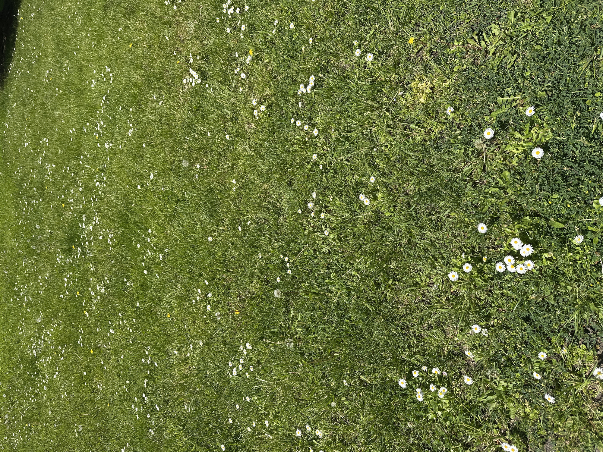 The image shows a field of green grass speckled with white daisies. The grass is mowed at different heights, with the left side appearing more closely trimmed than the right. Patches of denser, less-manicured vegetation are visible on the right. The setting is most likely a park or lawn in Sofia, Bulgaria, but there are no specific landmarks to confirm the location. No people, animals, or actions are visible.