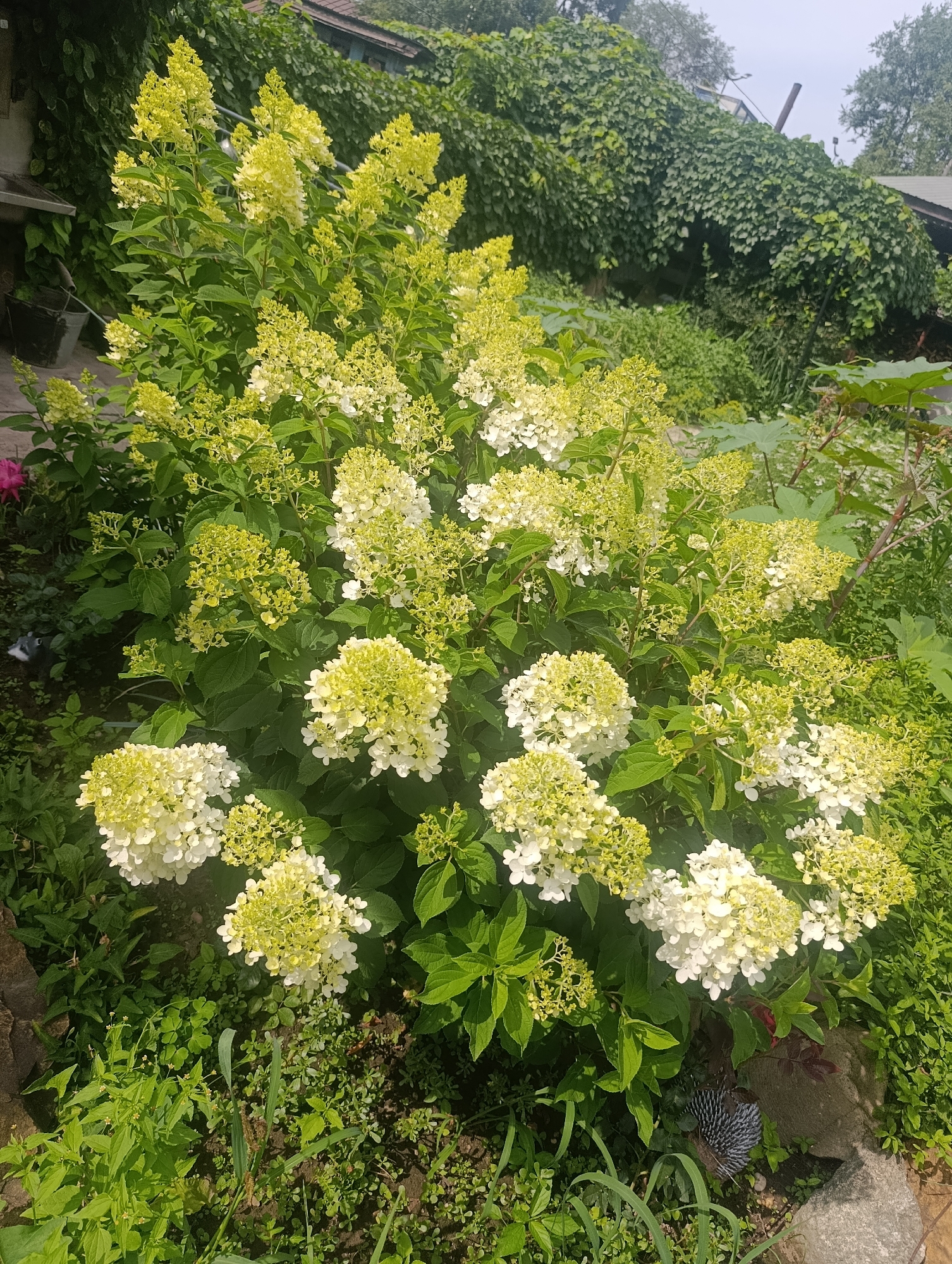 The image shows a bush with white and yellow flowers, likely hydrangeas, in a garden setting. The bush is lush and green, with many blooms. In the background, there is a building with a tiled roof and a dense green vine covering a wall. The ground is covered with grass and other small plants. There is a rock in the lower right corner of the image. The overall impression is that of a natural, somewhat overgrown garden. The location is specified as Blagoveshchensk, Russia, but there are no specific landmarks or details in the image that would confirm this location.