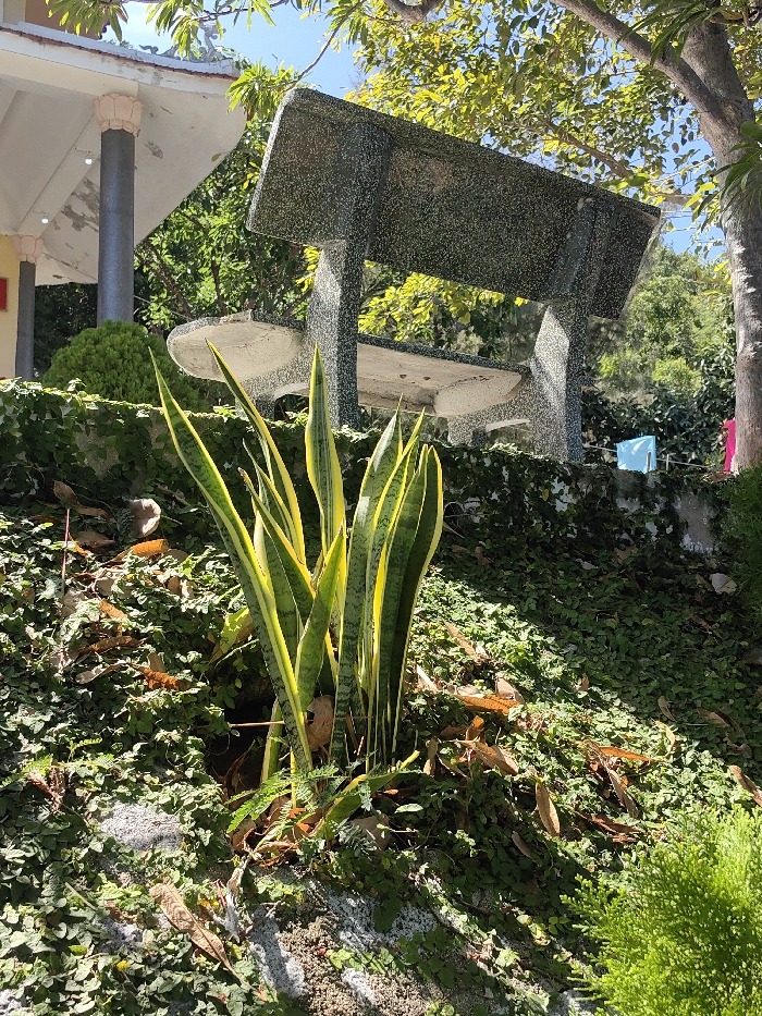 A snake plant grows from a small mound covered in creeping fig. Dried leaves litter the ground around it. In the background, a textured, concrete bench and table are partially visible. The bench has a high back and angled supports. Further back, a low wall is covered in more creeping fig, and a few blue and pink garments hang from the wall in the sunlit scene. The corner of a building with a gray pillar can be seen in the upper left.