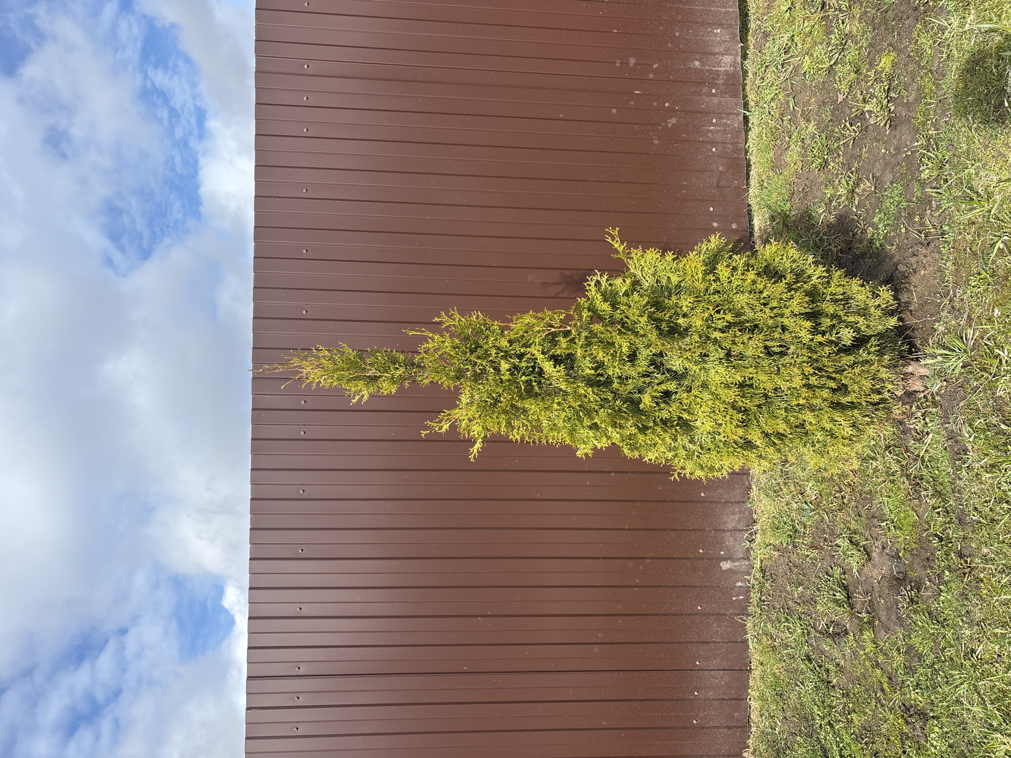 The image depicts a landscape scene, featuring a brown corrugated metal fence that stretches vertically, dividing the frame. To the right of the fence is a patch of grass with some bare soil, suggesting a garden or yard. Adjacent to the fence is a small, bright green conifer tree. The sky is visible on the left side of the fence, filled with fluffy white clouds against a light blue background. The location is described as Раздолье, Russia.