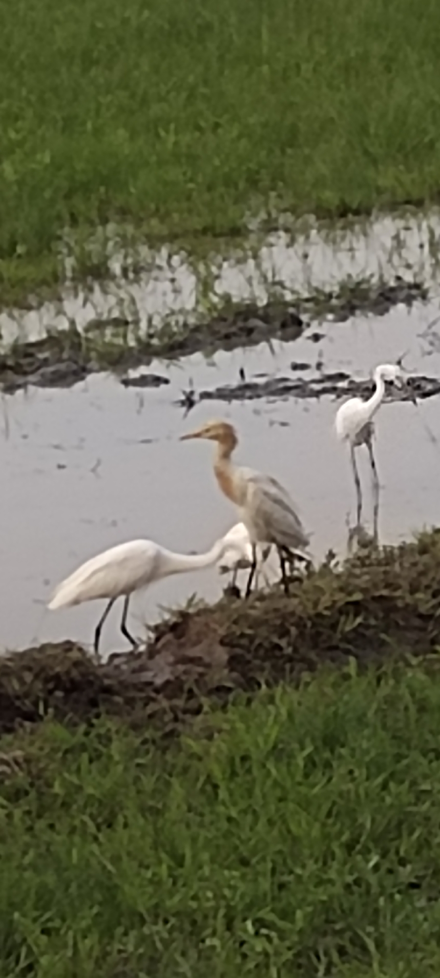This image shows three white herons in a shallow body of water surrounded by green grass. The herons are of varying sizes and are in different poses. One heron is in the foreground, facing left with its head down. Another heron is in the middle ground, facing right with its head up. A third heron is in the background, facing left. The water is murky and reflects the sky. The grass is lush and green. The scene appears to be a natural habitat for the herons, possibly a rice paddy or a wetland area. The location is specified as Blangmajron, Indonesia.