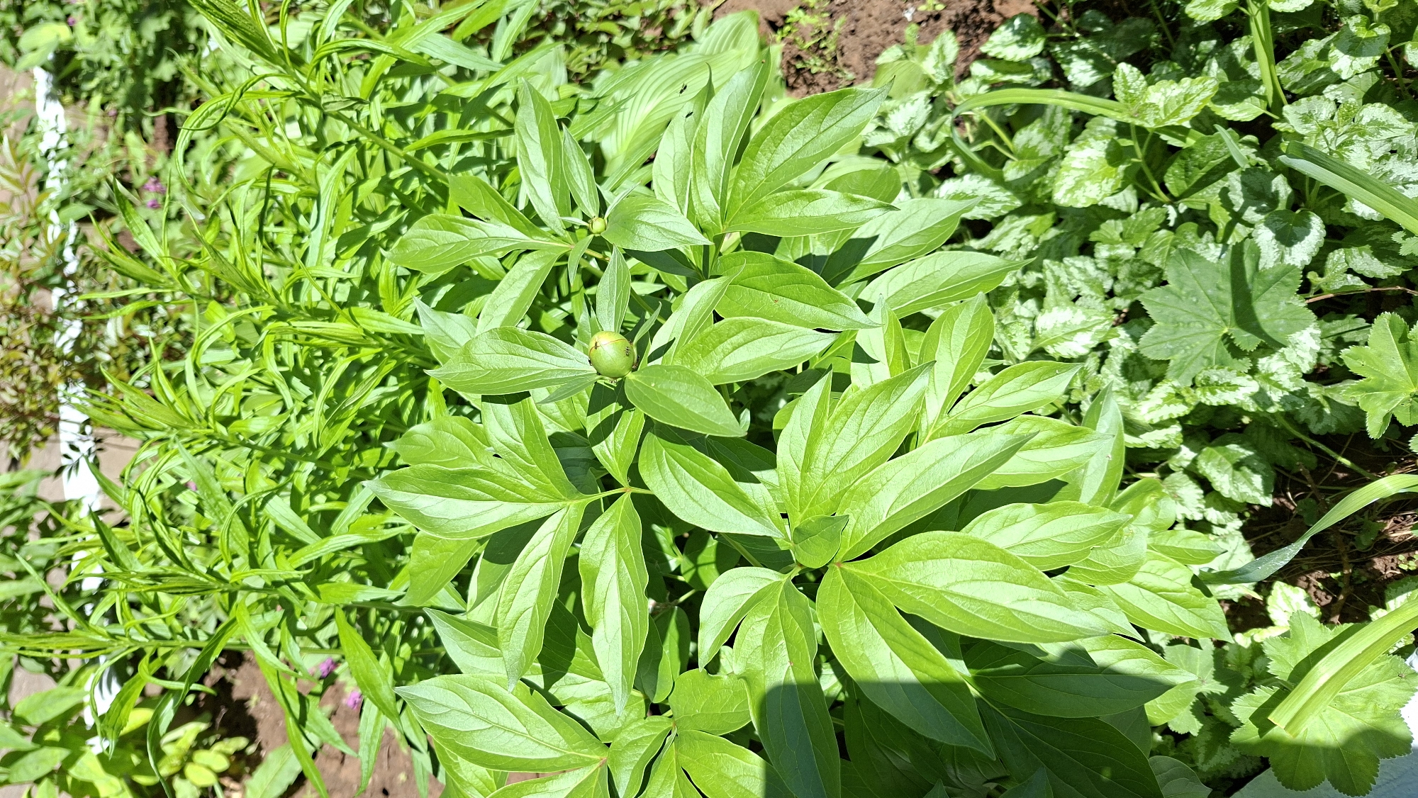 In Nytva, Russia, a close-up, eye-level, vertical shot captures a garden bed dominated by vibrant green foliage under bright daylight. The foreground is filled with the large, smooth leaves of a peony plant, with a single, unopened green bud visible on a stem. Interspersed with the peony are smaller, variegated leaves, displaying patches of white and silver, possibly ground cover plants like Lamium maculatum. The background shows tall, slender green stalks of another plant reaching upwards, creating a layered effect of textures and shades of green. The soil is visible in patches, appearing dark and slightly damp. The overall scene is one of natural growth and early blooming, with no human presence or activity.
