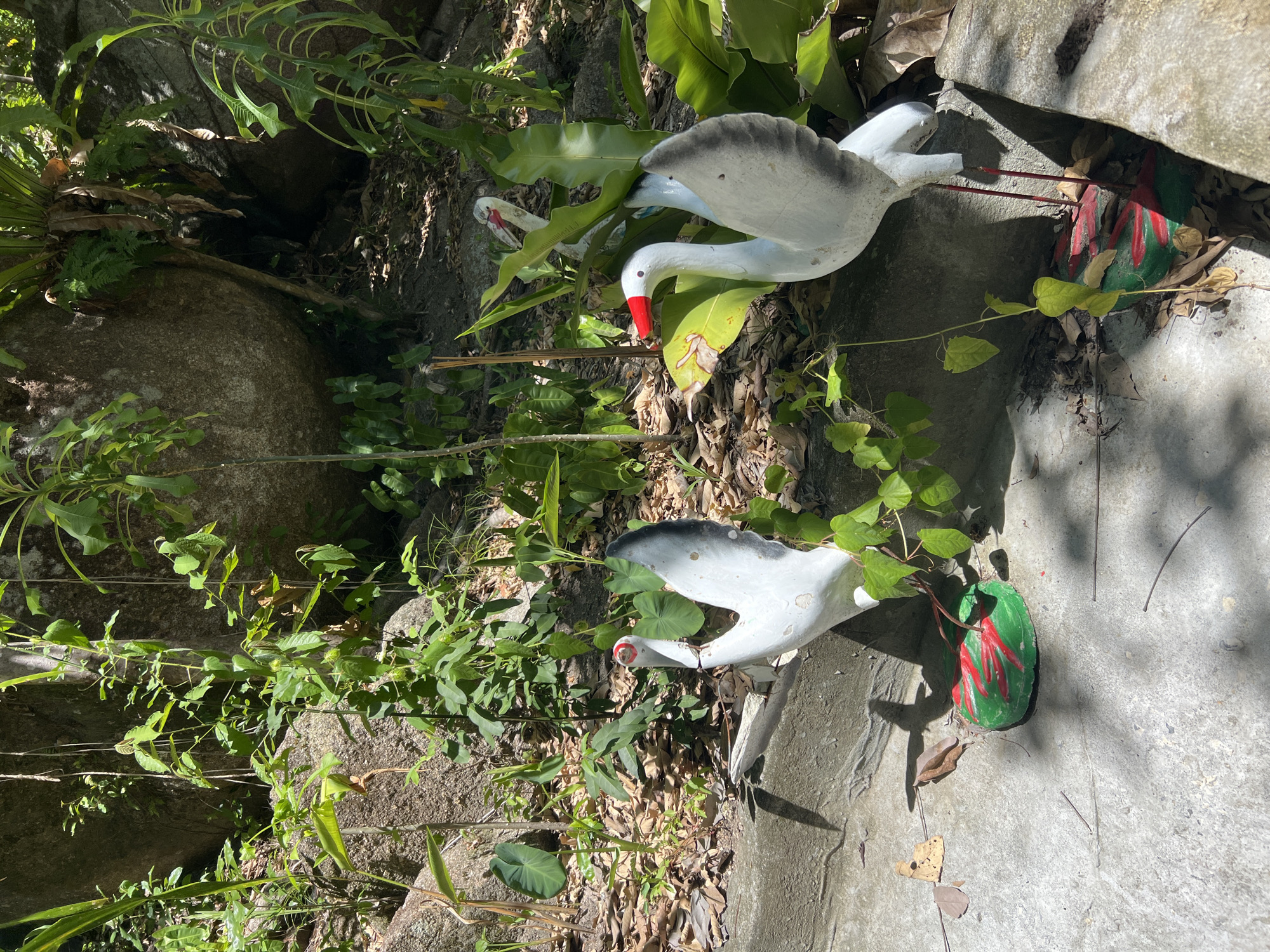 The image depicts a sunny outdoor scene in Baan Nok Sai, Thailand, with two white decorative bird statues situated amidst lush greenery and large rocks. The birds, appearing to be cranes or similar long-legged birds, are positioned on a concrete ledge. One bird is closer to the foreground, facing left with its wings partially spread and a bright red beak. Its base is painted green with red markings. The second bird is behind and to the right of the first, also white with a red beak and gray-tipped wings. It is partially obscured by foliage. The environment is characterized by natural elements, including large, rough-textured rocks, various plants with broad leaves, and scattered dry leaves on the ground. Sunlight casts shadows across the concrete and foliage, indicating it is daytime. The scene appears to be a garden or a decorative area within a natural setting.