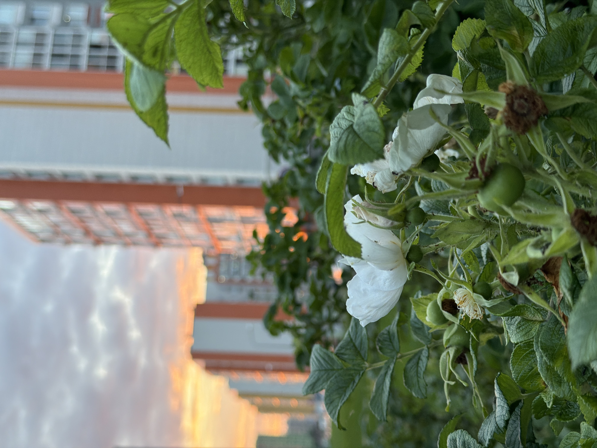 A close-up, low-angle outdoor shot captures a blooming white rose bush in the foreground. Several delicate white petals are visible, some fully open and others unfurling. Green leaves and unripe rose hips dot the branches. In the background, a row of residential buildings with orange and white facades stretches into the distance, illuminated by the warm glow of a sunset sky filled with soft clouds. The scene is likely a residential area in Kazan, Russia, during the golden hour. There are no people or animals present.