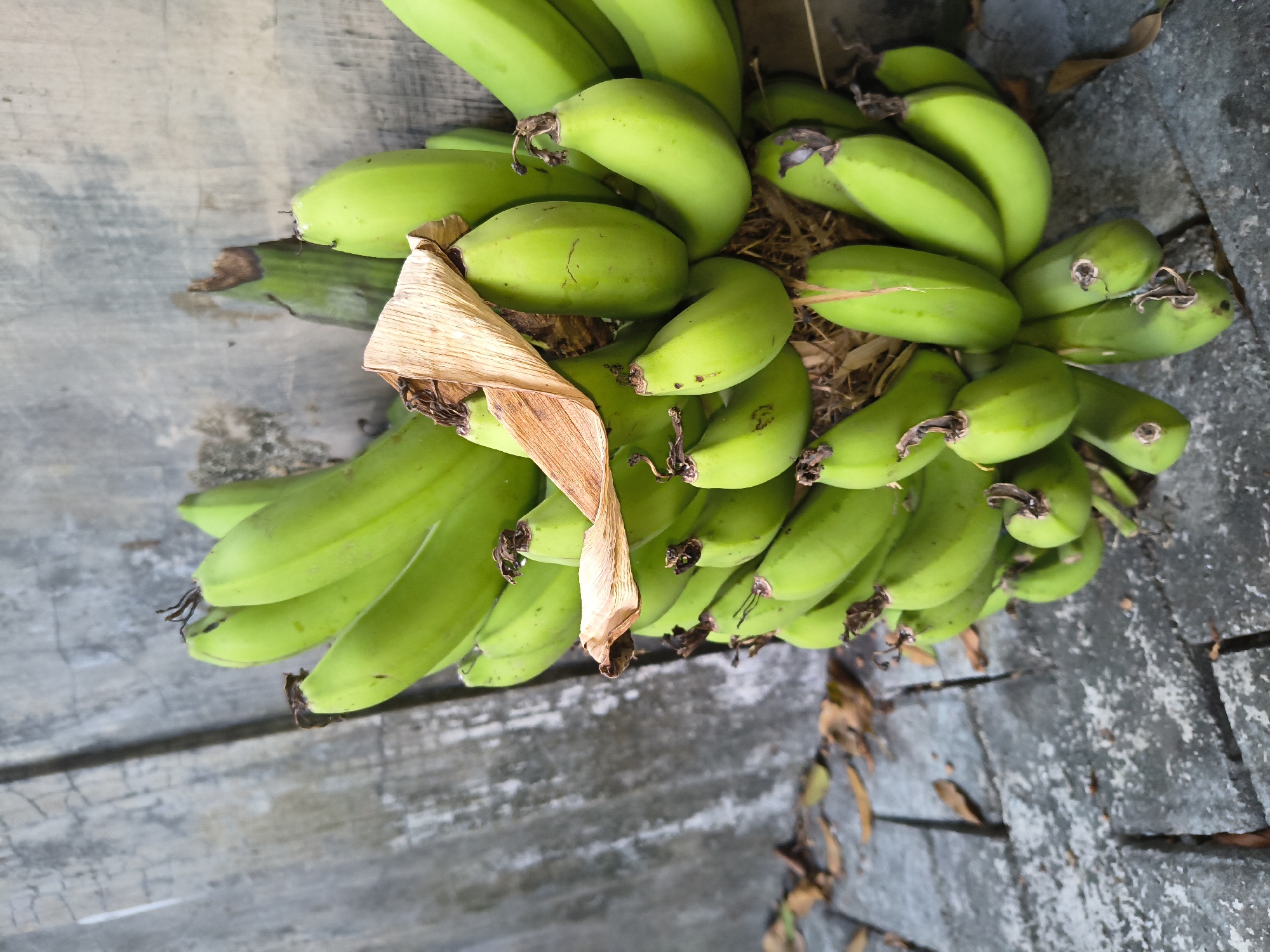A bunch of unripe green bananas is placed against a weathered grey concrete wall. The bananas are still attached to their stem and appear to be growing in a cluster. Some dry, brown leaves are interspersed with the bananas. The ground beneath is paved with grey interlocking bricks, and a few fallen brown leaves are scattered on the pavement. The scene is set outdoors, possibly in a residential area or garden in Tanjungsari, Indonesia. There are no people or animals visible in the image, and no actions or interactions are depicted.