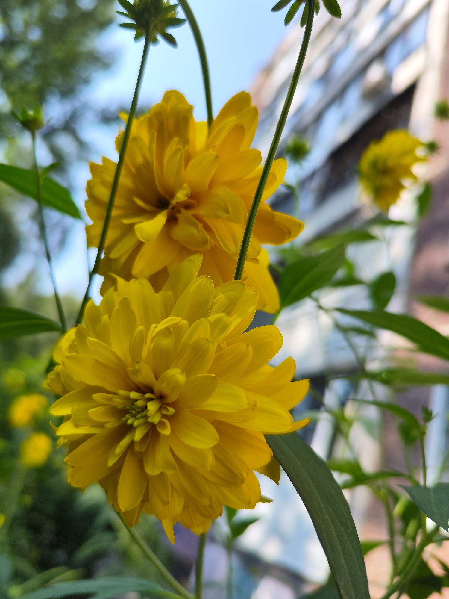 The image depicts a close-up, low-angle view of two bright yellow, spherical flowers, likely Rudbeckia, in the foreground. The flowers are in focus, showcasing their layered petals and green centers. Several green leaves and stems are visible, some out of focus. In the background, a light blue sky with some clouds is visible, along with a blurred building with window reflections. The scene suggests an outdoor urban environment. Based on the provided information, this scene could be located in Barnaul, Russia. There are no people or animals present in the image.