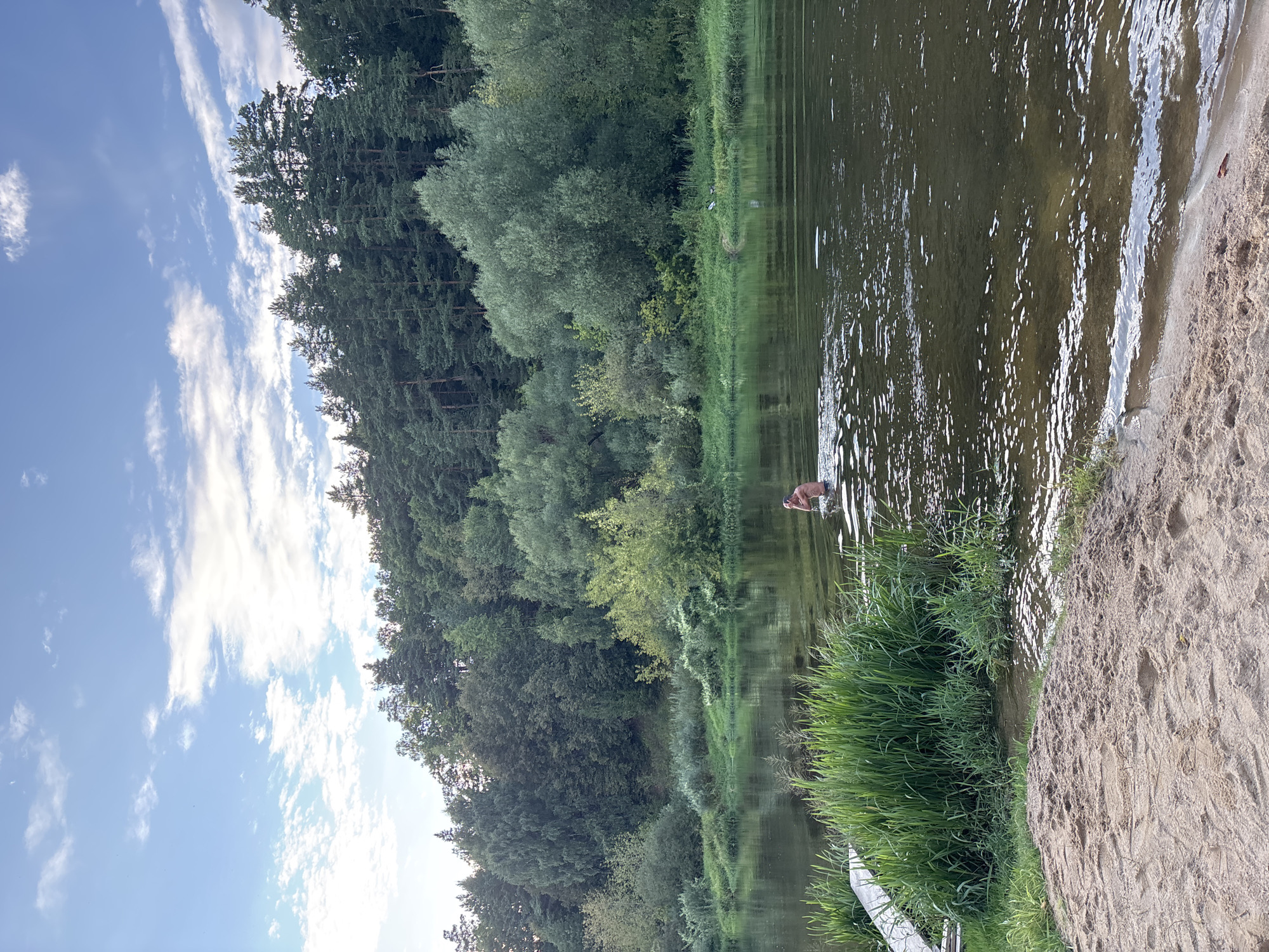 A person is swimming in a river. The person is partially submerged in the water, with their head and shoulders visible above the surface. They appear to be facing away from the camera and are positioned in the middle ground of the image. The river is calm with gentle ripples on the surface, reflecting the sky and surrounding trees.
The foreground consists of a sandy bank, with some tall green reeds growing along the edge of the water on the left side. To the left of the reeds, a portion of a wooden pier or walkway is visible, extending into the water.
The background features a dense, lush green forest that stretches across the horizon. The trees are varied in type and height, creating a natural wall of foliage. Above the treeline, a bright blue sky is visible, dotted with scattered white clouds.
The overall scene depicts a peaceful natural environment, likely a riverbank in a rural or forested area, with the person enjoying a swim. The location is described as Zvenigorod, Russia, suggesting a natural landscape typical of the region.