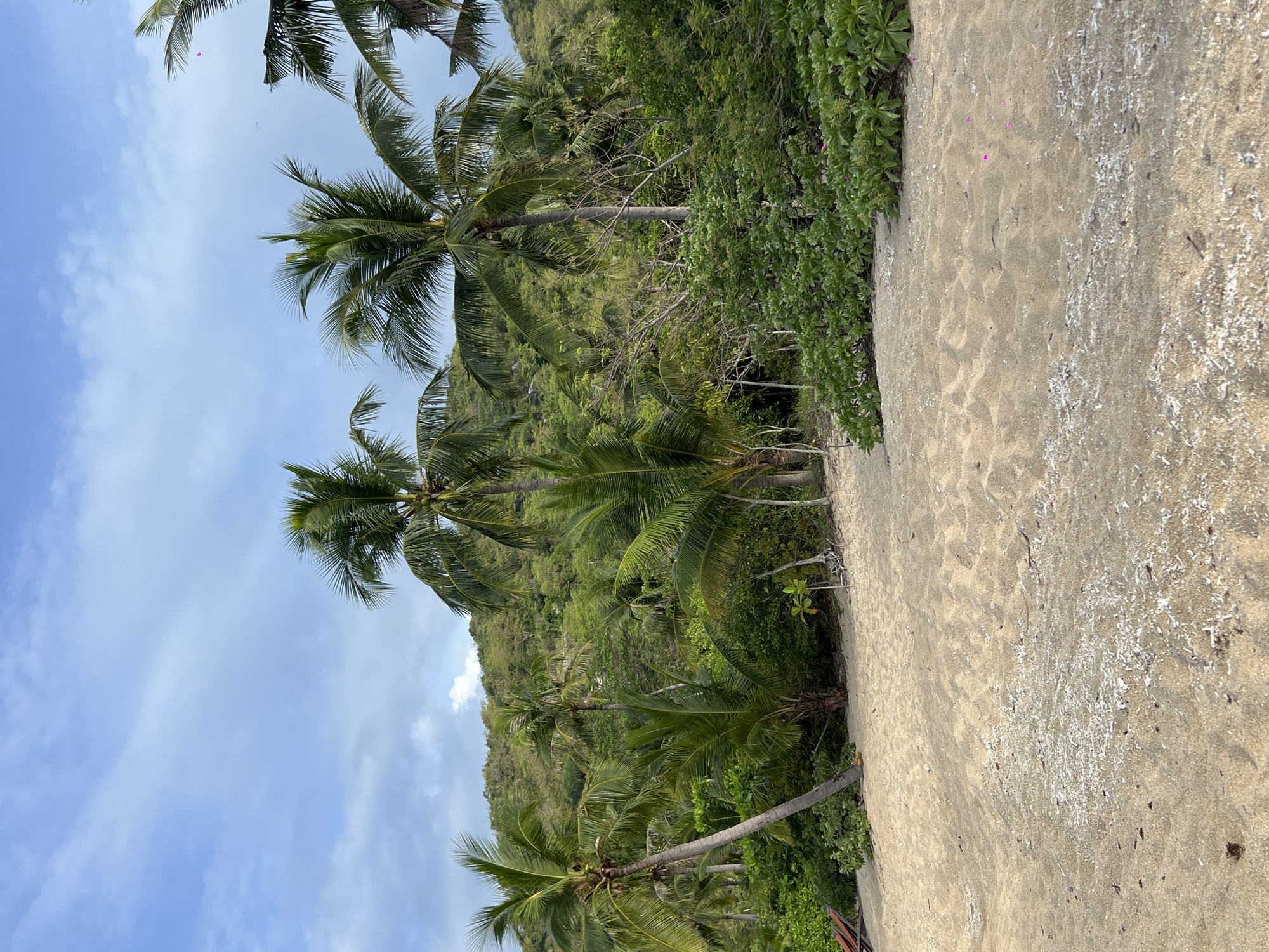 The image captures a sandy beach in Đông Ninh Hòa, Vietnam, with lush green tropical vegetation and palm trees dominating the background. The foreground consists of soft, light-brown sand with scattered pieces of white shell and debris. In the mid-ground, several palm trees stand tall, their fronds casting shadows on the sand. Behind them, a dense jungle covers a hilly landscape, with sunlight filtering through the foliage. The sky above is a pale blue, dotted with scattered white clouds. There are no people visible in the image. The scene evokes a peaceful and natural coastal environment.