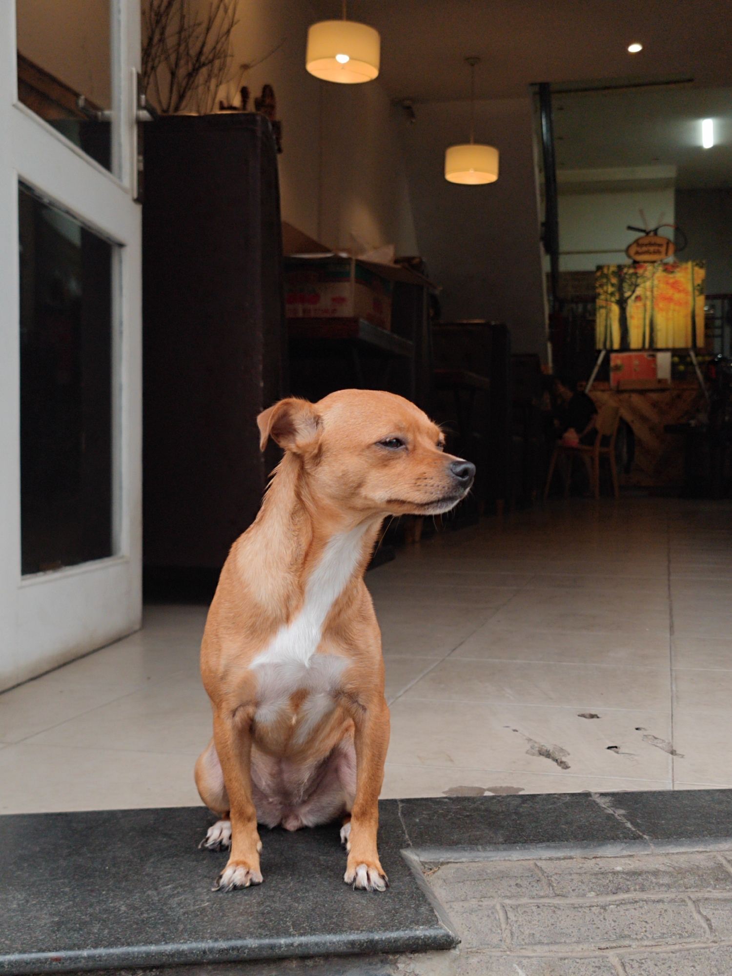 A medium-sized, short-haired dog with light brown/tan fur and a distinctive white chest blaze sits alertly on a dark grey threshold. The dog is positioned slightly off-center to the left, facing right, with its eyes intently focused forward, giving it a watchful or pensive expression. Its ears are partially perked up.
The scene depicts the entrance of what appears to be a cafe or shop in Da Lat, Vietnam. Behind the dog is a light-colored tiled floor with some dark scuff marks. To the left, an open white door frame with glass panels leads to an unseen area. The interior of the establishment is dimly lit, creating a warm atmosphere with two prominent drum-shaped ceiling lights emitting a soft yellow glow.
In the background, dark wooden furniture, possibly cabinets or shelves, and dried decorative branches are visible. Further inside, the space opens up to reveal more furniture, including wooden chairs, and a colorful painting or tapestry with a tree motif displayed on an easel. Above this painting, a small oval sign is visible, which appears to read "Spotlight Available." The overall impression is a cozy, inviting indoor space, possibly captured during the evening or a dimly lit daytime.