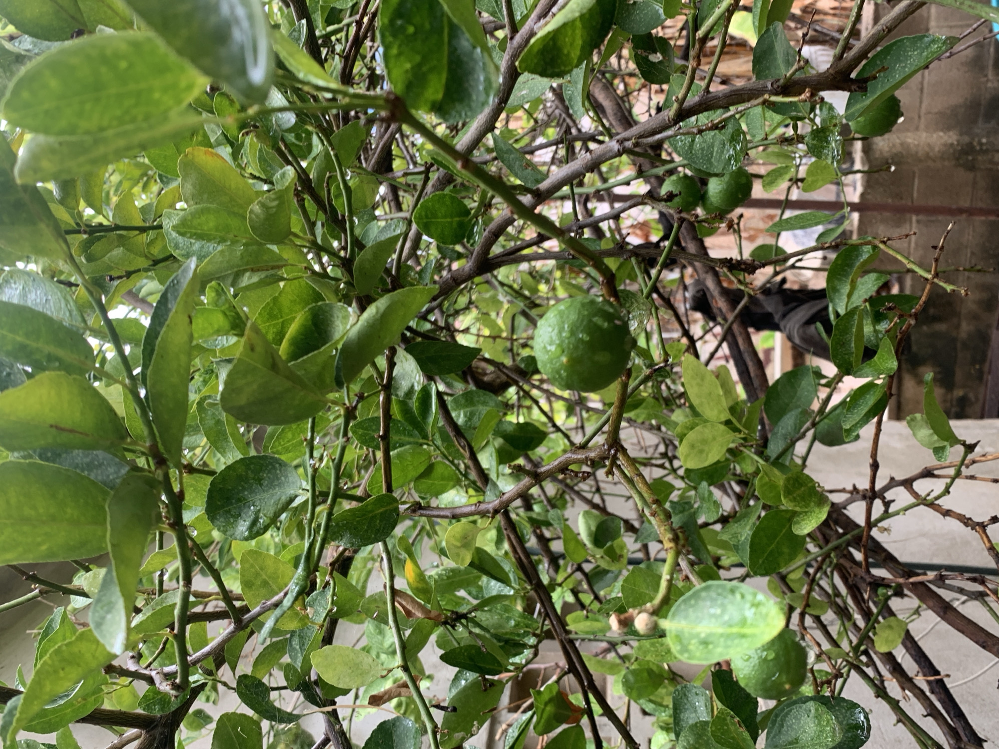 This close-up shot features a vibrant, leafy plant, likely a citrus tree, characterized by numerous small green fruits resembling limes or small lemons. The image is dominated by a dense network of branches and leaves, all in various shades of green. Many leaves and fruits are dotted with visible water droplets, suggesting recent rainfall or watering.
The plant's branches are a mix of light brown and greenish-brown, intertwining to form a complex structure. Several small, round, green fruits are discernible, scattered throughout the foliage, some hanging from slender stems. The leaves vary in size and shape, with some appearing smooth and others slightly textured, all showcasing healthy green hues.
The background is softly blurred, revealing indistinct structures that might be part of a building or a fence, providing a subtle contrast to the sharp details of the foreground plant. The lighting indicates it is daytime, and the overall impression is one of lush, natural growth. There are no people or specific activities depicted. No text is visible in the image. The scene is set in Santa Ana, Venezuela, suggesting a tropical or subtropical environment conducive to such plant life.