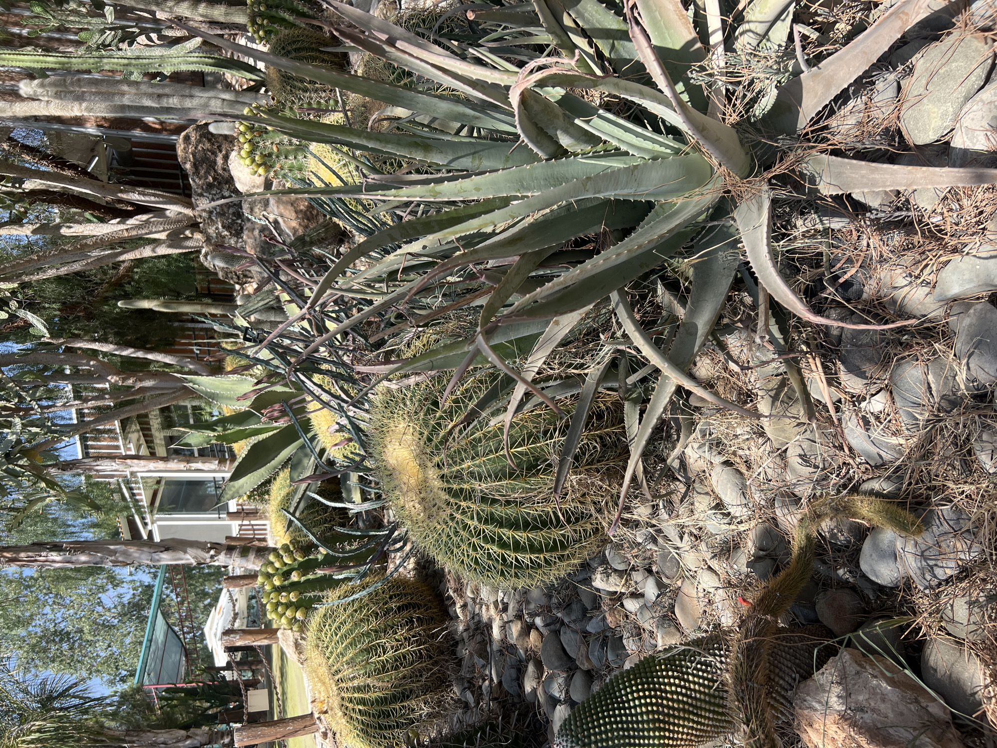 The image depicts a sun-drenched outdoor garden area in Analiontas, Cyprus, characterized by a diverse collection of cacti and succulents. In the foreground, several large barrel cacti dominate, their ribbed surfaces covered in sharp, yellowish spines. To the left, a columnar cactus with segmented, pointed leaves is visible. A prominent aloe vera plant with thick, fleshy, spiky leaves stands to the right, its roots exposed and intertwined with dry grass and pebbles. The ground is covered in a mixture of smooth, grey river stones and dry, straw-like vegetation. In the mid-ground, more cacti and a plant with clusters of green fruit are scattered amongst the rocks. Behind the cacti, the background reveals elements of a building with a white structure and dark-framed windows, suggesting it might be part of a botanical garden or a private residence with a specialized garden. Trees with slender trunks and foliage are also visible, contributing to a warm, arid climate atmosphere. The lighting indicates it is daytime, with strong sunlight casting shadows on the plants and ground. There are no people or animals visible in the scene.