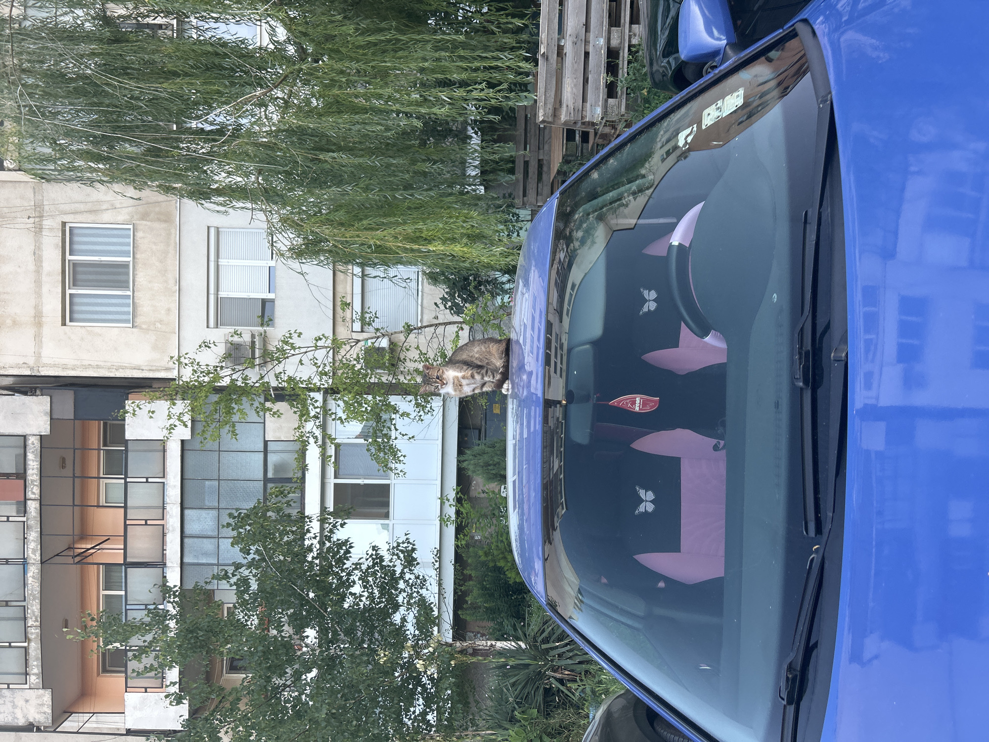 A tabby cat is perched on the roof of a blue car parked in front of a weathered concrete apartment building. The cat, with its white chest and paws, sits facing left, with its tail curled around its body. The car's interior features pink seat covers with white butterfly emblems. A red air freshener hangs from the rearview mirror. Behind the car, the apartment building displays a mix of balconies and windows. Lush green trees and a weeping willow frame the building and the car. In the background, wooden pallets are stacked, suggesting a storage or industrial area. The scene appears to be an outdoor urban environment.