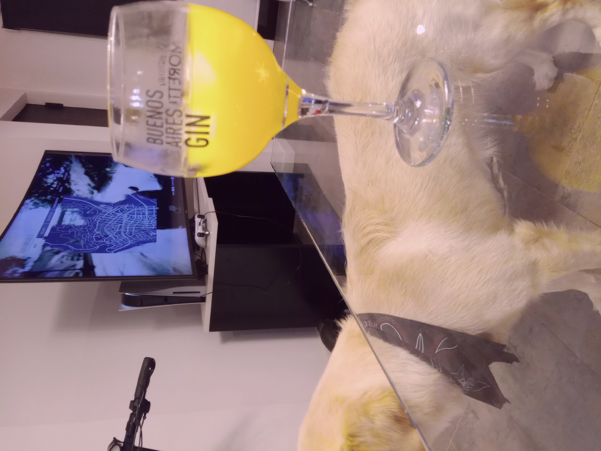 A medium, angled, indoor shot shows a glass containing a yellow beverage. The glass says "Buenos Aires Gin" along the left side of the frame. The drink is on a glass table, atop a large cream-colored fur rug. In the background, a television is mounted on a wall with a light gray color. A gaming console is beneath the television, along with a black cabinet. Parts of a bike can be seen along the bottom left corner of the image. A dark brown, tribal-looking object can also be seen on the glass table, atop the fur rug.
