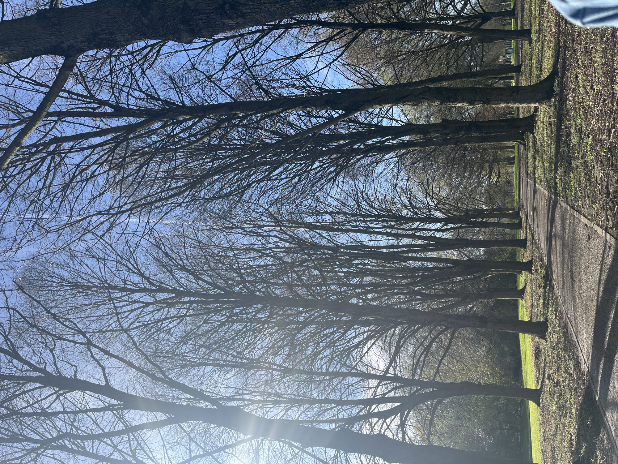The image shows a tree-lined path in a park. The trees are bare, suggesting it is winter or early spring. The sky is blue. The path is paved and there is grass on either side. The location is likely in Maastricht, Netherlands.