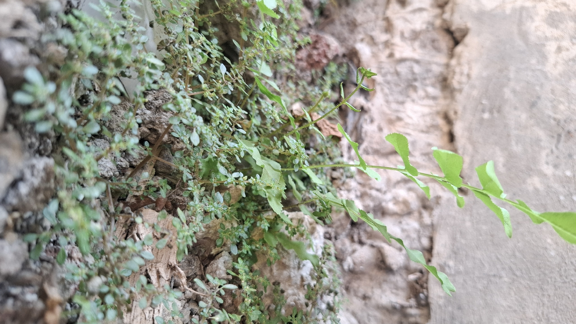 The image displays a close-up view of small, green plants growing near a rough, textured wall. The wall appears to be made of stone or concrete, with visible rough patches and lines. The plants are a mix of delicate ferns and smaller ground cover with tiny leaves. The ground beneath the plants is a mix of soil, small stones, and dried organic matter. The lighting suggests it might be daytime, with natural light illuminating the scene. The image does not show any people or specific urban elements that would allow for precise location identification within Ciharashas, Indonesia. The focus is on the natural growth in a seemingly outdoor environment adjacent to a constructed wall.