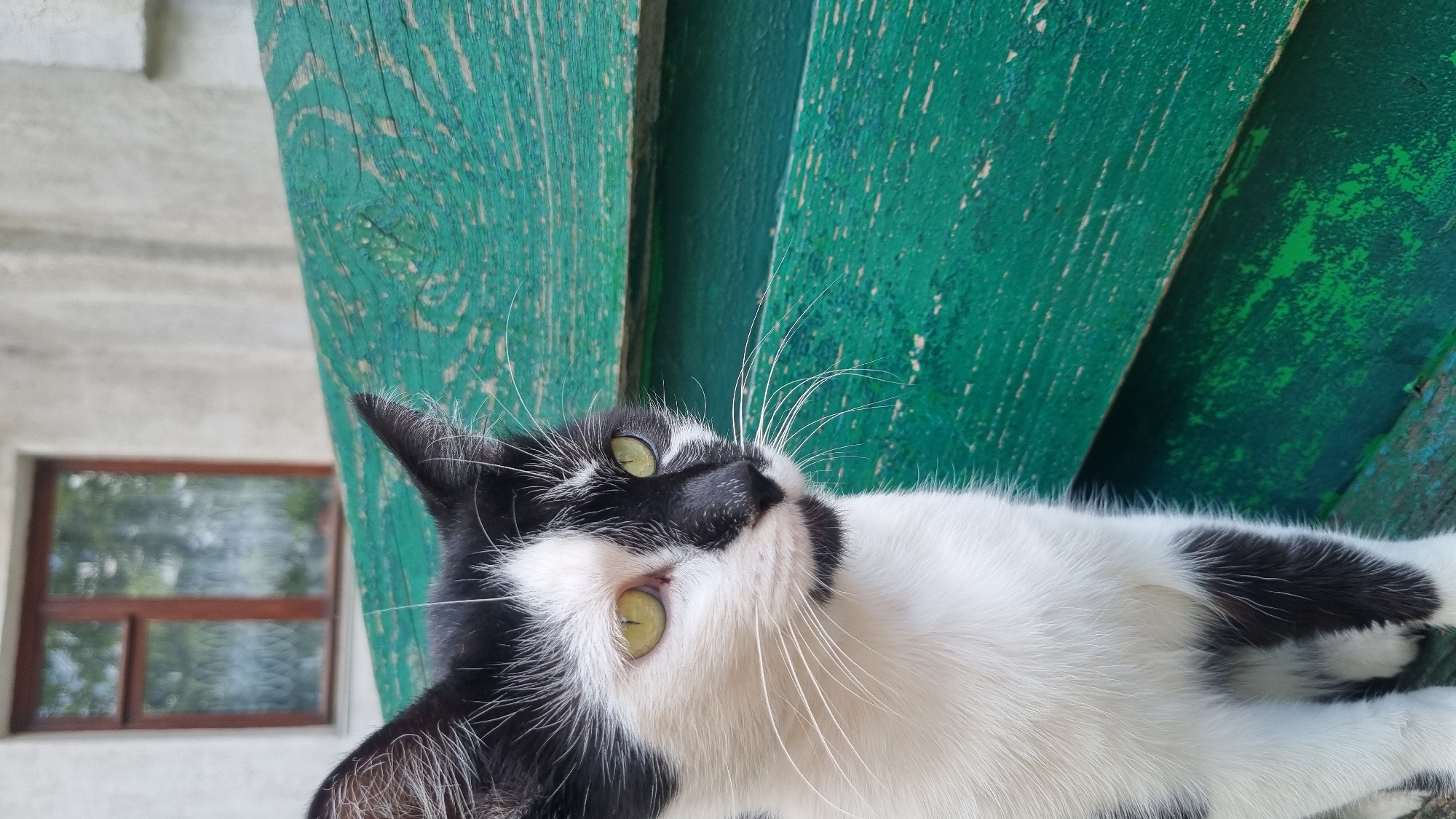 A black and white cat with striking green eyes sits on a weathered green wooden bench. The bench is positioned in front of a light-colored building with a window that has wooden frames. The scene appears to be outdoors, possibly in a courtyard or alleyway in the city of Smila, Ukraine. The cat's fur is white with black patches, particularly on its face, ears, and legs. Its whiskers are long and white, fanning out from its muzzle. The green bench is marked by peeling paint and visible wood grain, suggesting it has been exposed to the elements. The background building is simple and functional, with the window reflecting an out-of-focus view of greenery, likely trees or foliage. The lighting suggests it is daytime, with soft natural light illuminating the cat and its surroundings.
