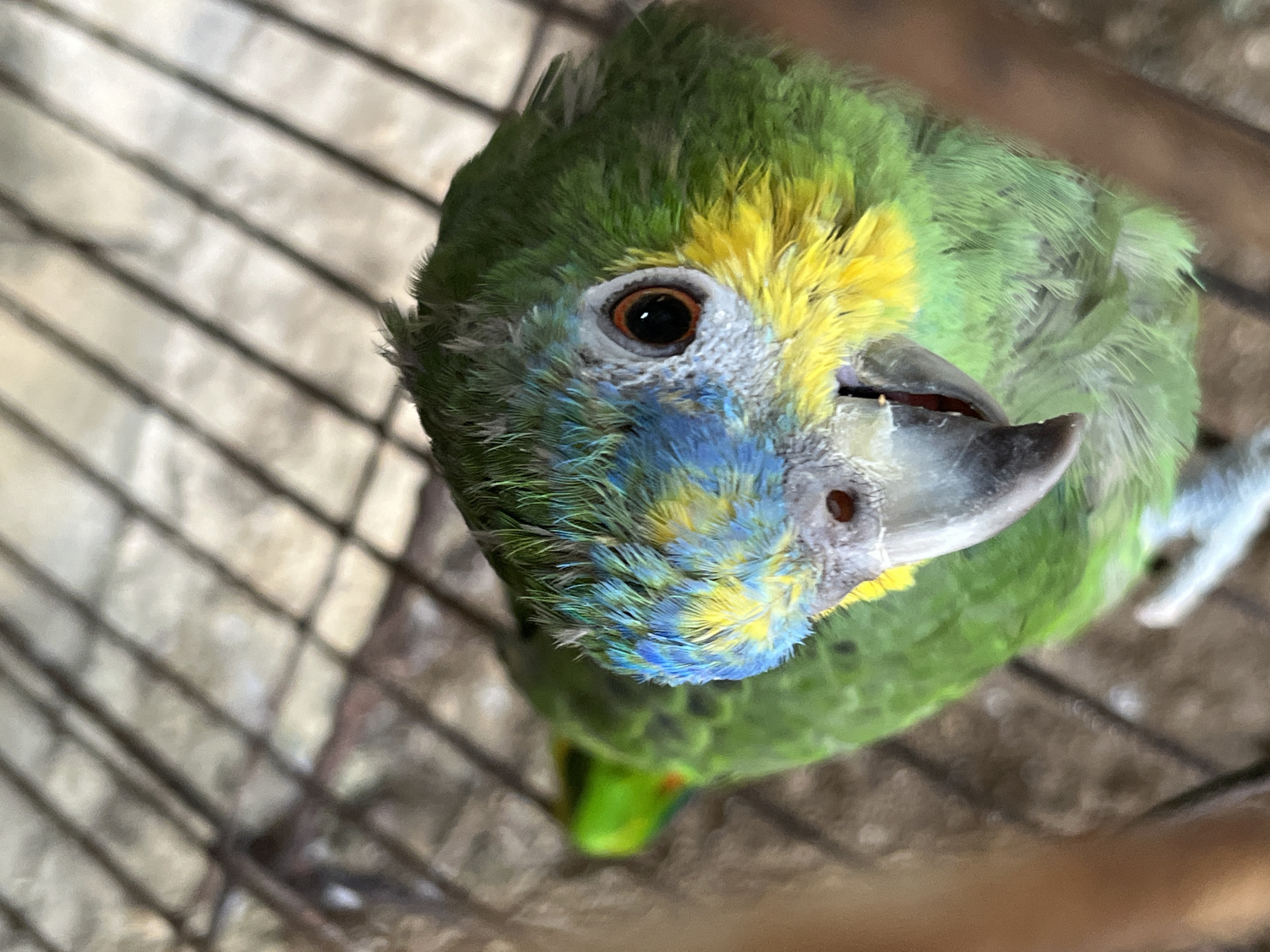 A medium shot, taken from above, shows a parrot with green, blue, and yellow feathers. The bird is inside a cage. The location is Tinaquillo, Venezuela.