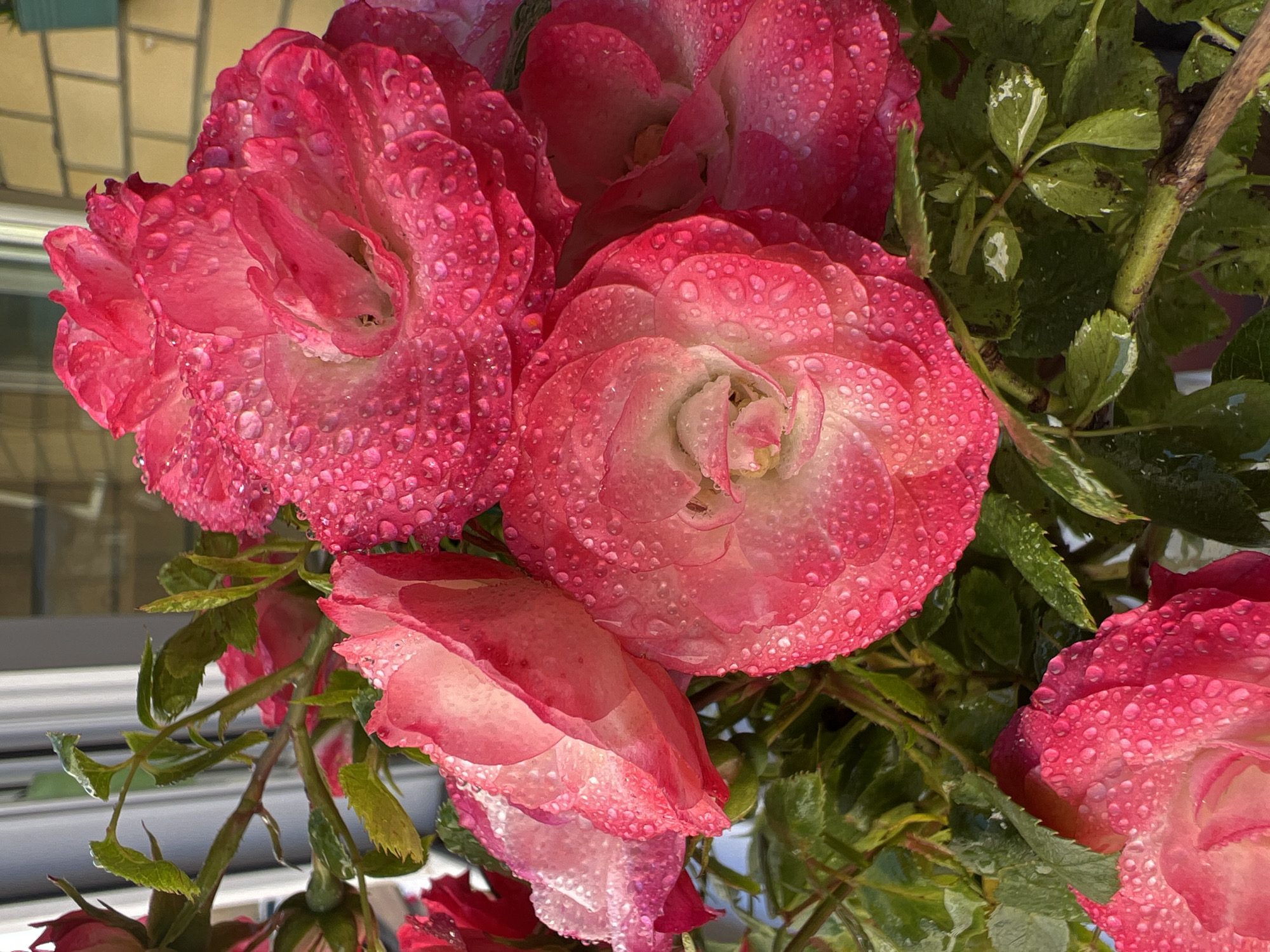 A close-up photograph showcases a cluster of vibrant pink roses, heavily adorned with glistening water droplets. Several large blooms dominate the frame, with their petals displaying a rich fuchsia-pink color that subtly fades to a lighter pink or almost white towards their centers. The individual water droplets are clearly visible on the petals, reflecting light and creating a textured, fresh appearance.
Surrounding the roses are their deep green leaves and sturdy stems, some of which also bear water droplets. The background is softly blurred but reveals hints of architectural elements, possibly a light-colored wall with rectangular patterns, suggesting an outdoor setting like a garden or courtyard next to a building.
The bright, natural lighting indicates it is daytime, and the abundance of water droplets on both the flowers and foliage points to either recent rain or morning dew, imparting a sense of freshness and natural beauty. The image captures a serene moment in nature. This scene is located in Krasnodar, Russia. There is no visible text in the image.