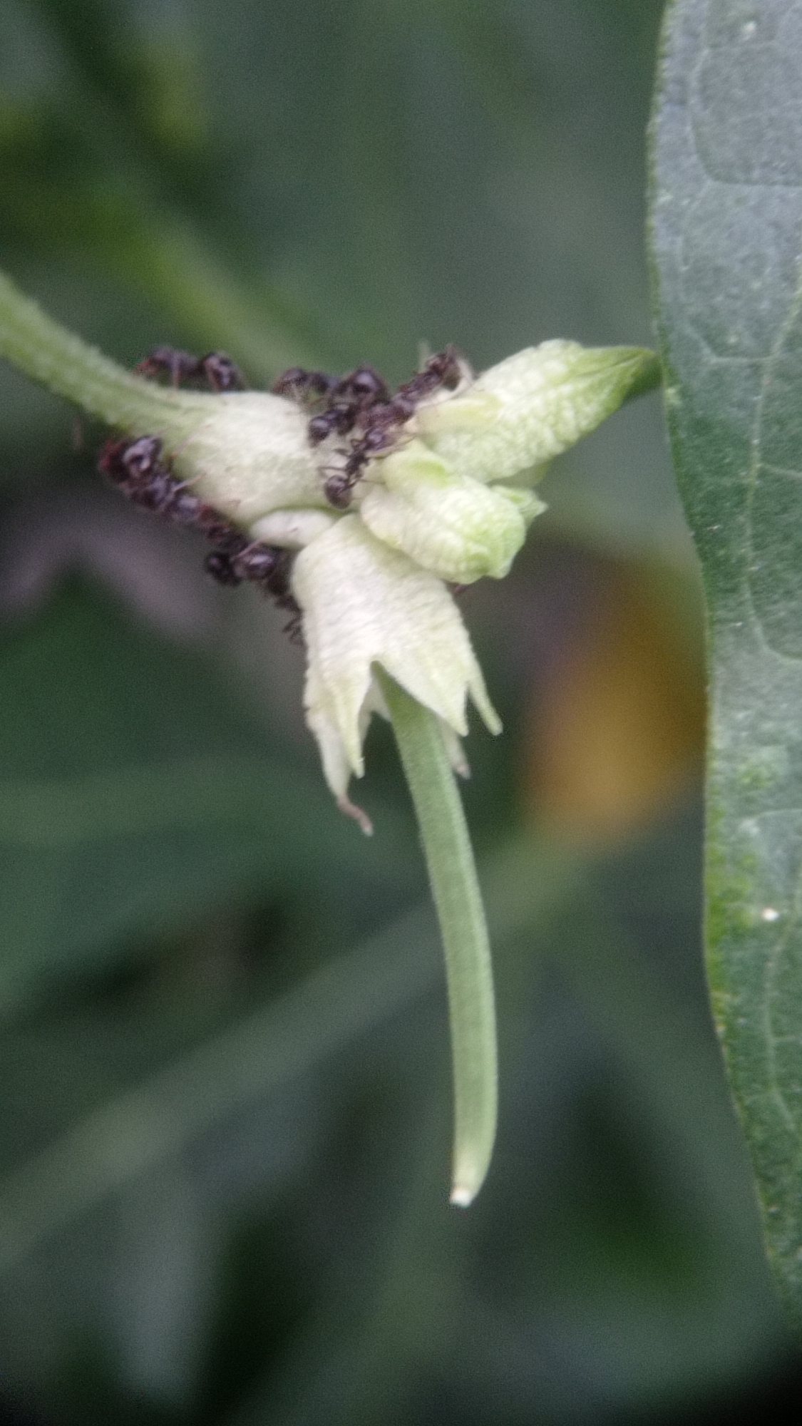 In Mulyoagung, Indonesia, a close-up shot focuses on a cluster of small, light-colored flowers with delicate petals, some of which are unfurling. A group of black ants are actively crawling over the flowers and the thin, green stem they are attached to. The background is a blur of green foliage and a hint of yellow, suggesting a natural outdoor setting.