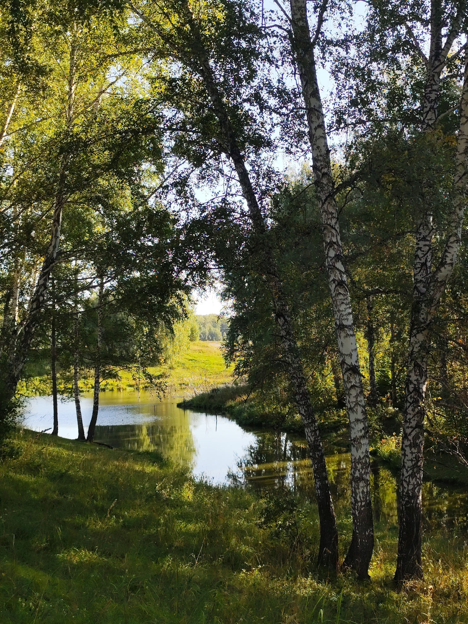 The image depicts a tranquil natural scene with a body of water and surrounding vegetation. In the foreground, tall birch trees with their distinctive white and black bark stand along the edge of a calm lake or river. Sunlight filters through the leaves of the trees, casting dappled shadows on the grassy bank. The water reflects the surrounding trees and the clear sky, creating a serene atmosphere. In the background, a gently sloping hill covered in lush green grass extends towards a distant line of trees under a bright blue sky. The overall impression is one of a peaceful, undeveloped natural landscape, likely in a rural or park-like setting within or near the city of Barlaksky, Russia. There are no people or visible signs of human activity in the image.