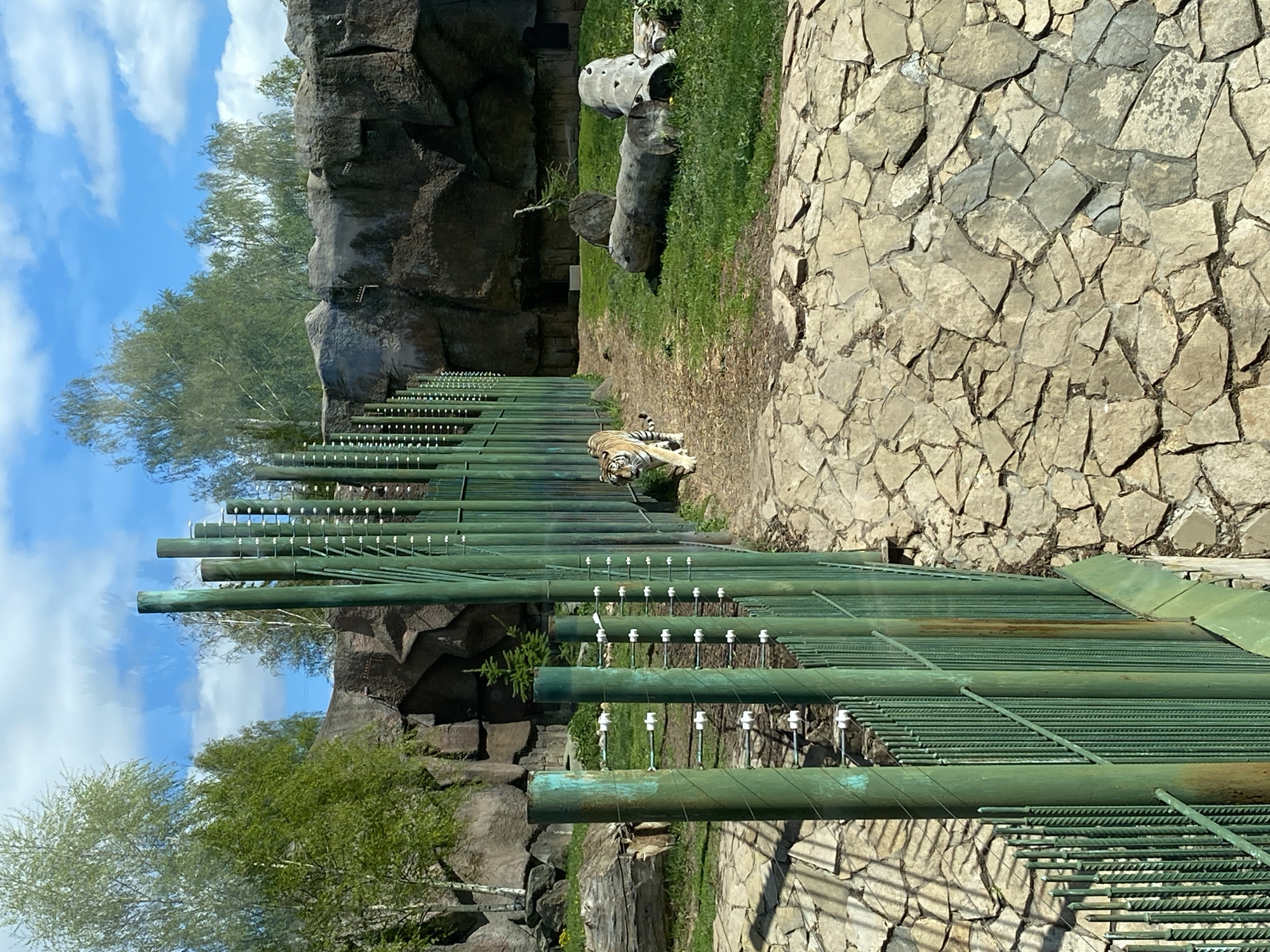 A full-body shot presents a tiger reclining on the ground near a green metal fence. The backdrop includes grassy terrain, rock formations, and segments of faux logs. The sky, visible in the upper left, is partly cloudy. The scene is in a zoo. There is no visible reference to Izhevsk, Russia.