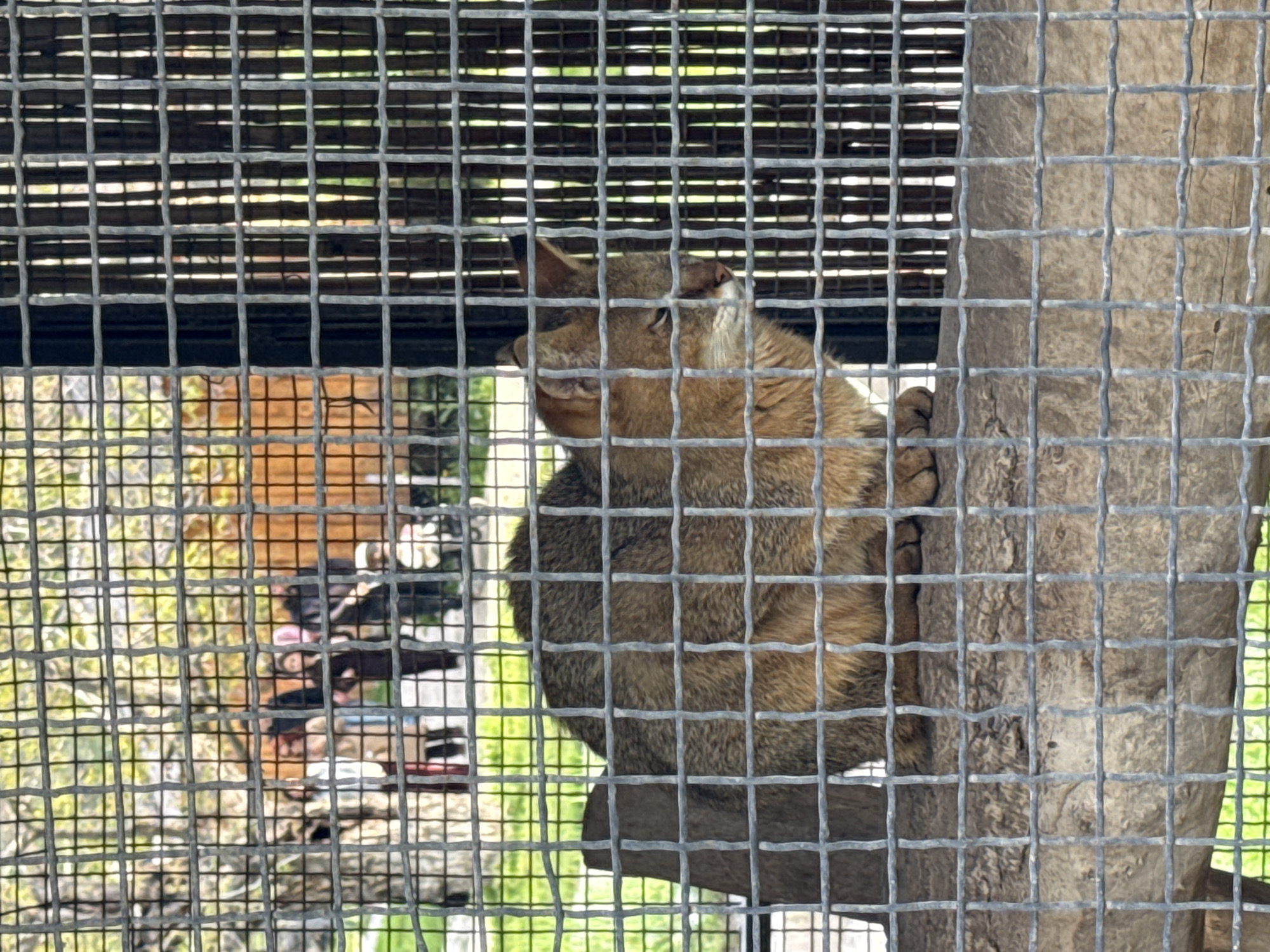 A tan-furred animal with upright ears perches on a branch within a wire enclosure. The enclosure features a dense grid of wire, both in the foreground and the background, partially obscuring the animal and the environment behind it. A tree trunk is seen adjacent to the animal, similarly contained by the wire grid. The scene includes glimpses of individuals and structures visible through the wire mesh. The location is presumed to be in a city of Unknown, Unknown.