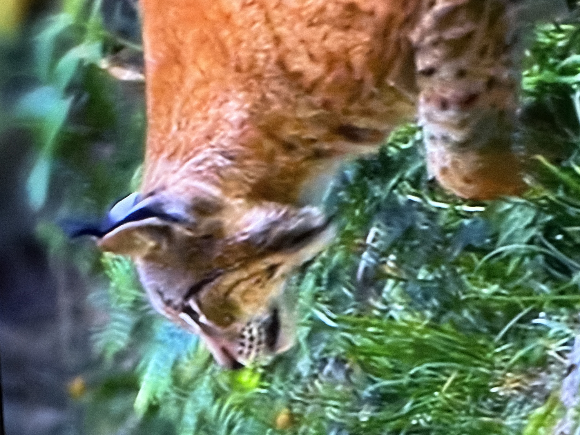 The image shows a close-up of a lynx's head and upper body in a natural environment with green foliage. The lynx has distinctive ear tufts and spotted fur. The overall image quality is low, with a blurry and pixelated appearance, suggesting it might be a screenshot or a photograph taken with a low-resolution device. There is no indication of the city of Nizhnekamsk, Russia, or any urban elements in the image.