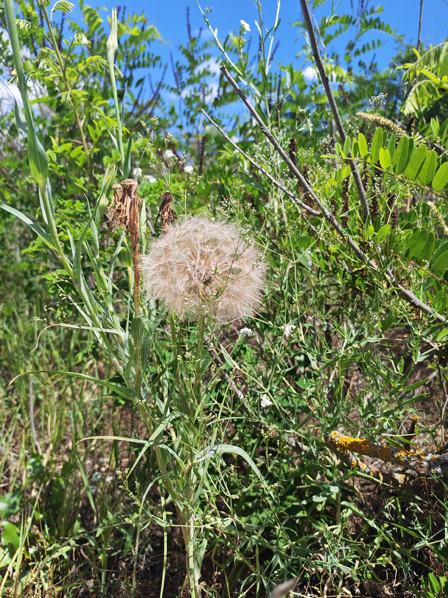 A fluffy, white seed head of a plant, likely a dandelion or a similar species, is the central subject of this outdoor photograph, set against a backdrop of lush green foliage and a bright blue sky with scattered white clouds. The seed head is spherical and appears delicate, with numerous fine tendrils extending outwards. It is positioned in the mid-ground, slightly to the right of the frame's center.
Surrounding the seed head are various types of plants. To the left, tall, green, grass-like leaves rise upwards, some with closed flower buds or developing seed structures. Behind and to the right, the foliage becomes denser, with smaller leaves and thin stems, some of which are bare and twig-like. A notable element in the background, on the right side of the image, is a branch covered in vibrant orange and grey lichen. The overall environment suggests a natural, possibly overgrown area, consistent with an uncultivated space within Krutinskii, Russia. There are no people or animals visible in the image. The lighting indicates it is daytime, with sunlight illuminating the scene and casting subtle shadows. The image has a shallow depth of field, with the foreground and background elements slightly blurred, drawing focus to the central seed head.