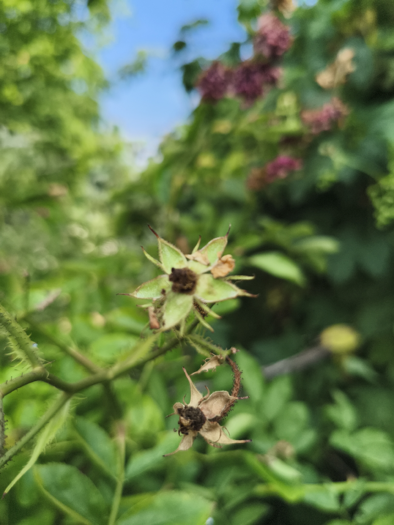 The image shows a close-up of a thorny plant stem with a few wilting flower remnants. The primary subject is a spent rose hip, appearing as a dried, brown husk with remnants of sepals. Another similar, albeit more intact, spent flower head is also visible. The background is a blur of green foliage, suggesting a garden or natural setting. The sky is visible in the upper portion of the frame, appearing bright blue with hints of white clouds. The image was taken in Balta, Ukraine.