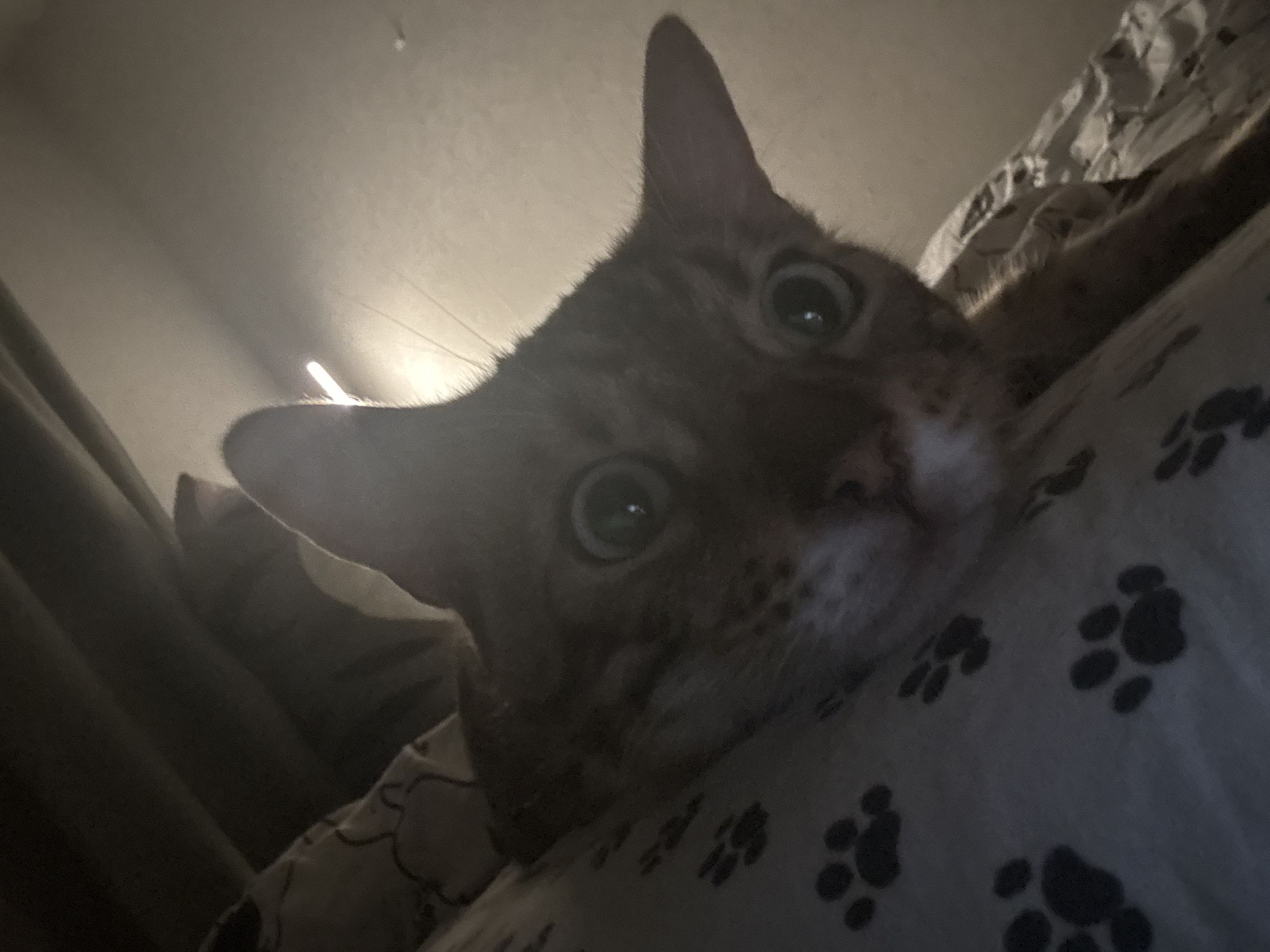 An orange tabby cat with wide green eyes is lying on a pillow with a paw print pattern. The cat's head is tilted, and it appears to be looking directly at the camera. The background is dark and out of focus, with some light reflecting off a surface above the cat. There is no identifiable location in the city of Noviy, Russia.