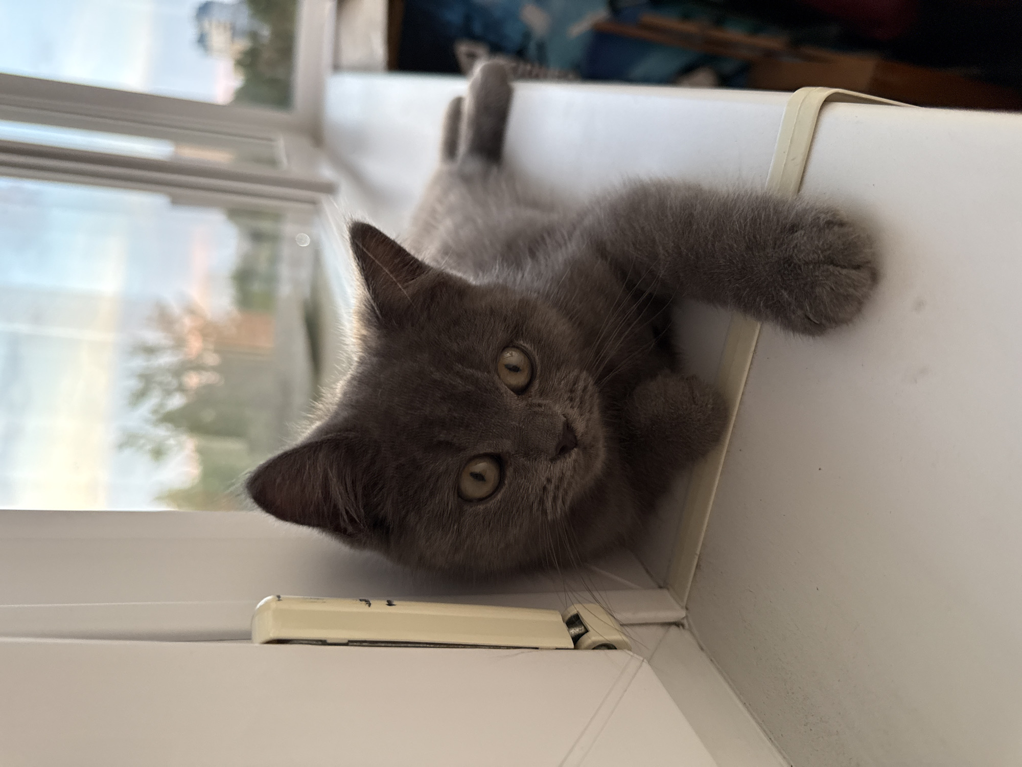 A gray kitten is lying on a white windowsill. The kitten is facing the camera with its head slightly tilted to the left. Its eyes are open and looking directly at the camera. The kitten's body is stretched out on the windowsill, with its front paws extended forward. The windowsill is wide and appears to be made of wood. Outside the window, the sky is visible with some clouds and trees. The overall impression is one of a relaxed and curious kitten.