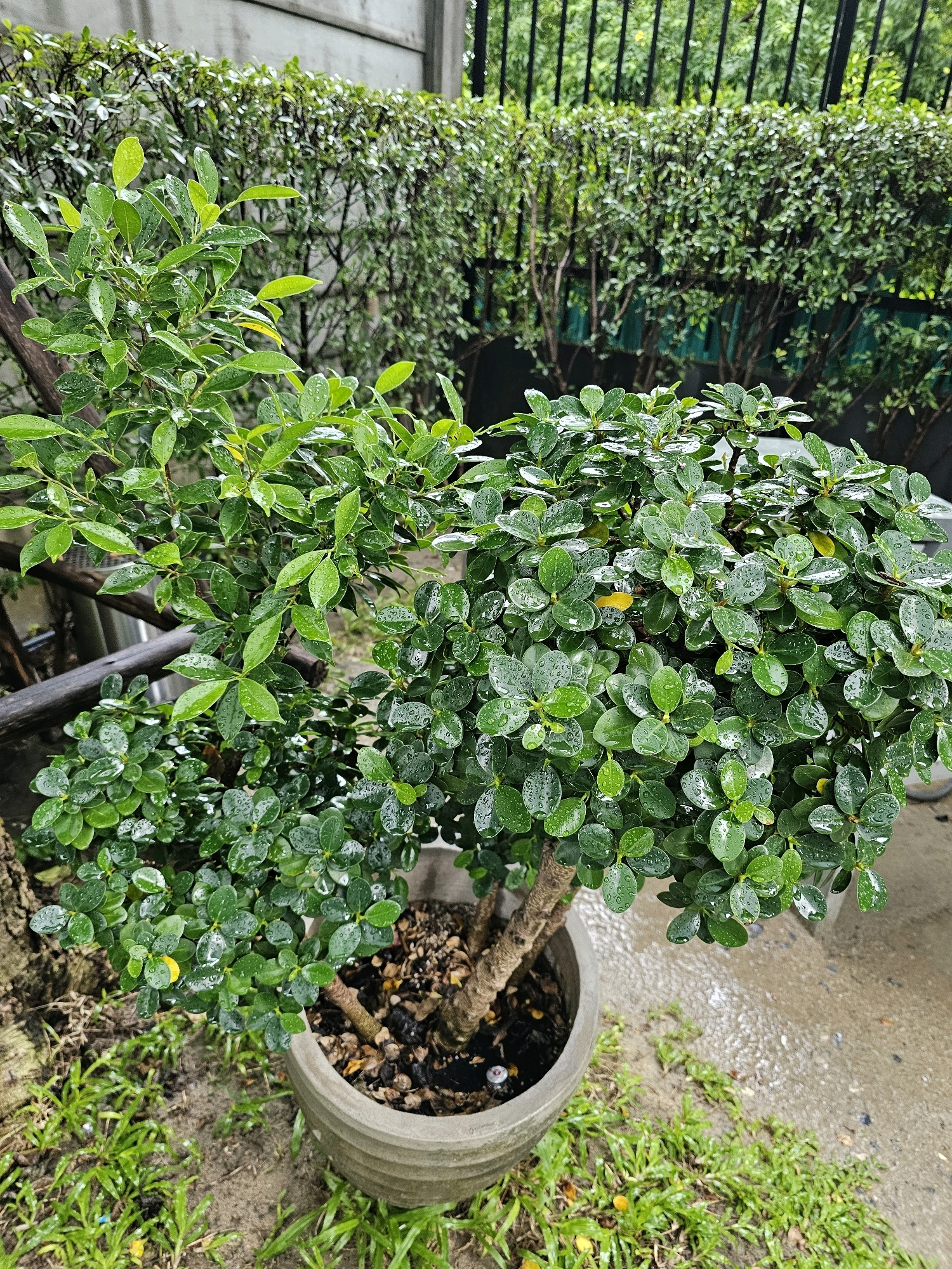 A close-up, eye-level shot captures a well-maintained ficus bonsai tree in a light gray, textured pot. The tree is lush and green, with small, oval-shaped leaves covered in water droplets, suggesting recent rain or watering. The soil in the pot is dark and mulched. To the left of the bonsai, a rough, dark wooden beam or branch is visible, and beyond that, a blurred concrete wall.
In the background, a dense green hedge forms a wall, with a black metal fence visible above it. The ground surrounding the pot consists of wet soil and patches of green grass. The overall impression is of an outdoor space in an urban setting, likely a garden or courtyard within Bangkok, Thailand, given the tropical vegetation and the style of the fencing and wall. No people are present in the image.