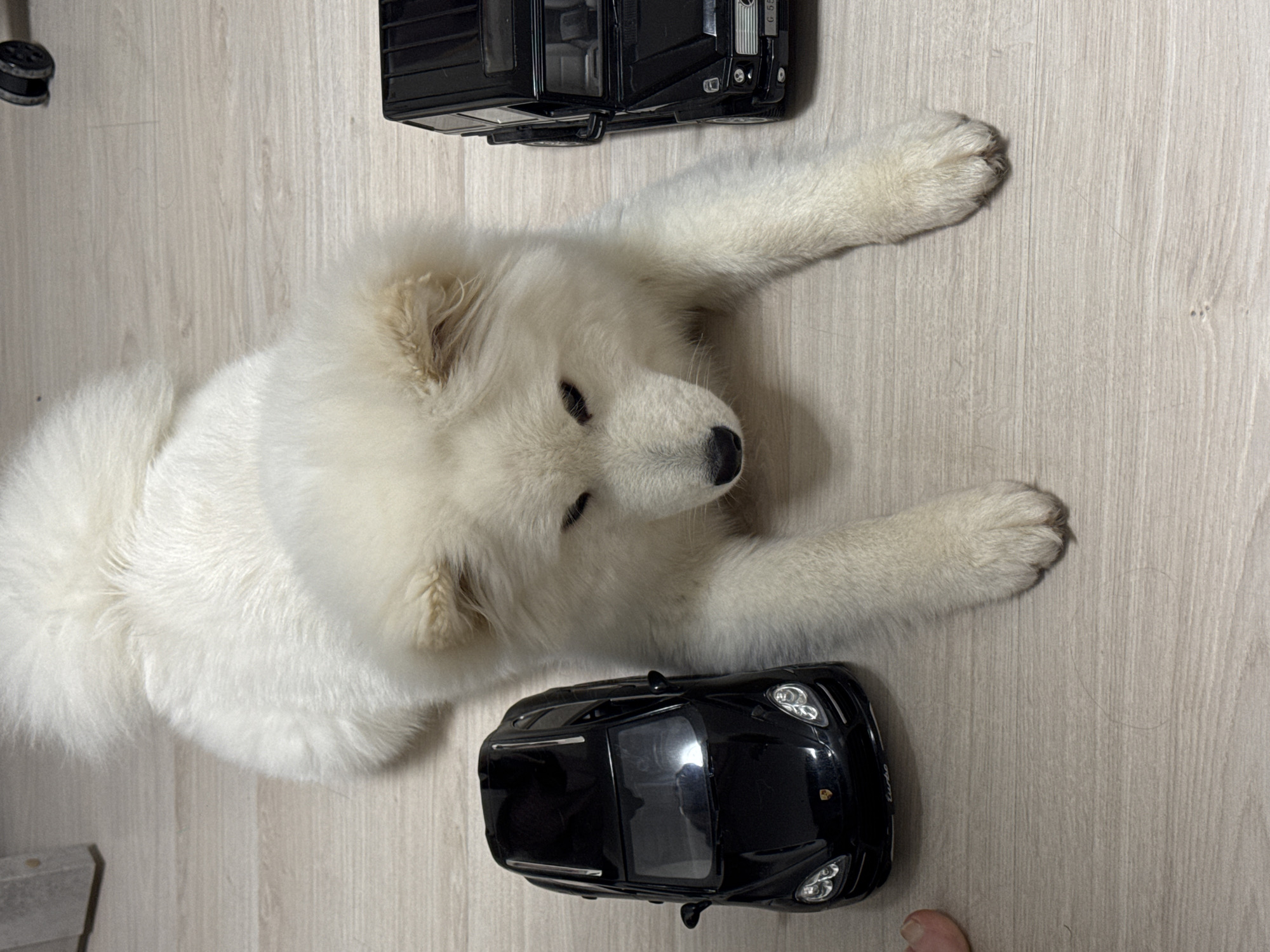 A fluffy white dog, likely a Samoyed, lies relaxed on a light wooden or laminate floor indoors in Chaikovsky, Russia. The dog is positioned horizontally across the frame, with its head turned towards the right and its eyes gently closed, suggesting it is resting or sleepy.
Two black toy cars are placed on the floor around the dog. Above the dog's head (if viewed upright), there is a toy Mercedes-Benz G-Wagen, identifiable by the "G 55" text and the Mercedes-Benz logo visible on its front. Below the dog's paws, there is a toy Porsche Panamera, with "Turbo" text and the Porsche crest visible on its front.
A small portion of a human foot, specifically a toe, is visible in the bottom right corner of the image. Another small black cylindrical object, possibly a furniture wheel, is partially seen in the top left corner. The lighting is bright and even, indicating it is daytime. The overall scene depicts a calm and domestic environment.